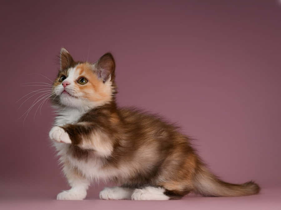 Munchkin Cat Wallpaper