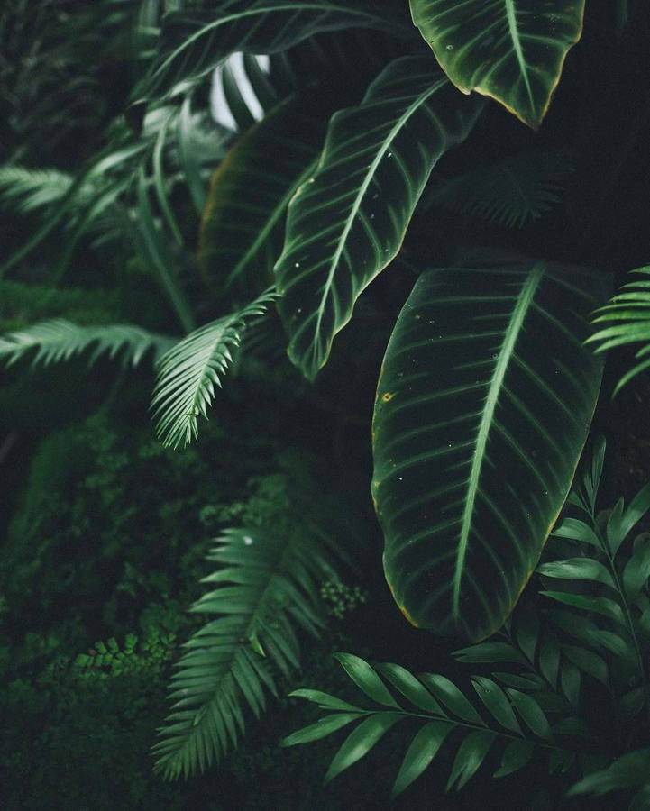 Plant Wallpaper