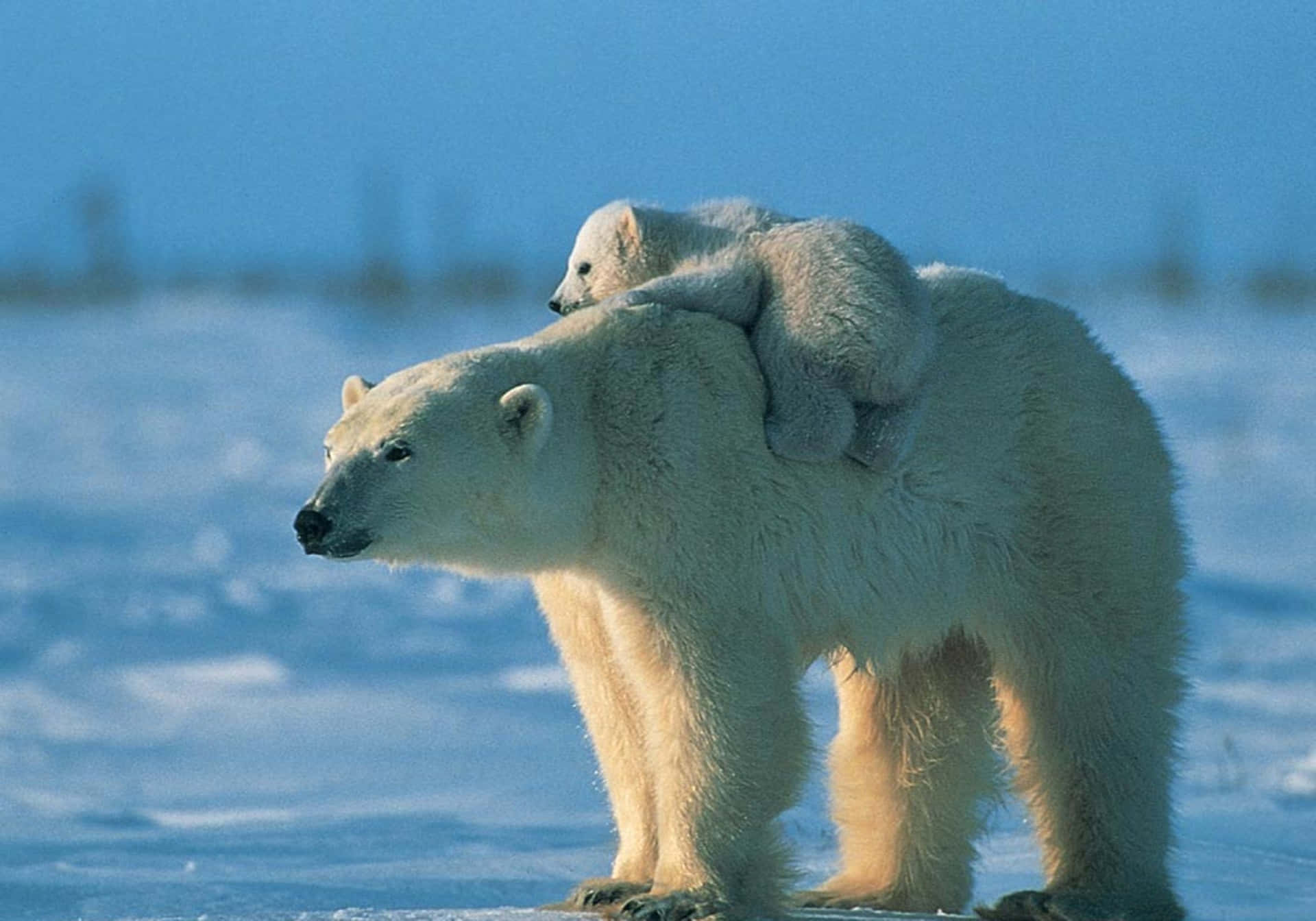 Polar Bear Background Photos