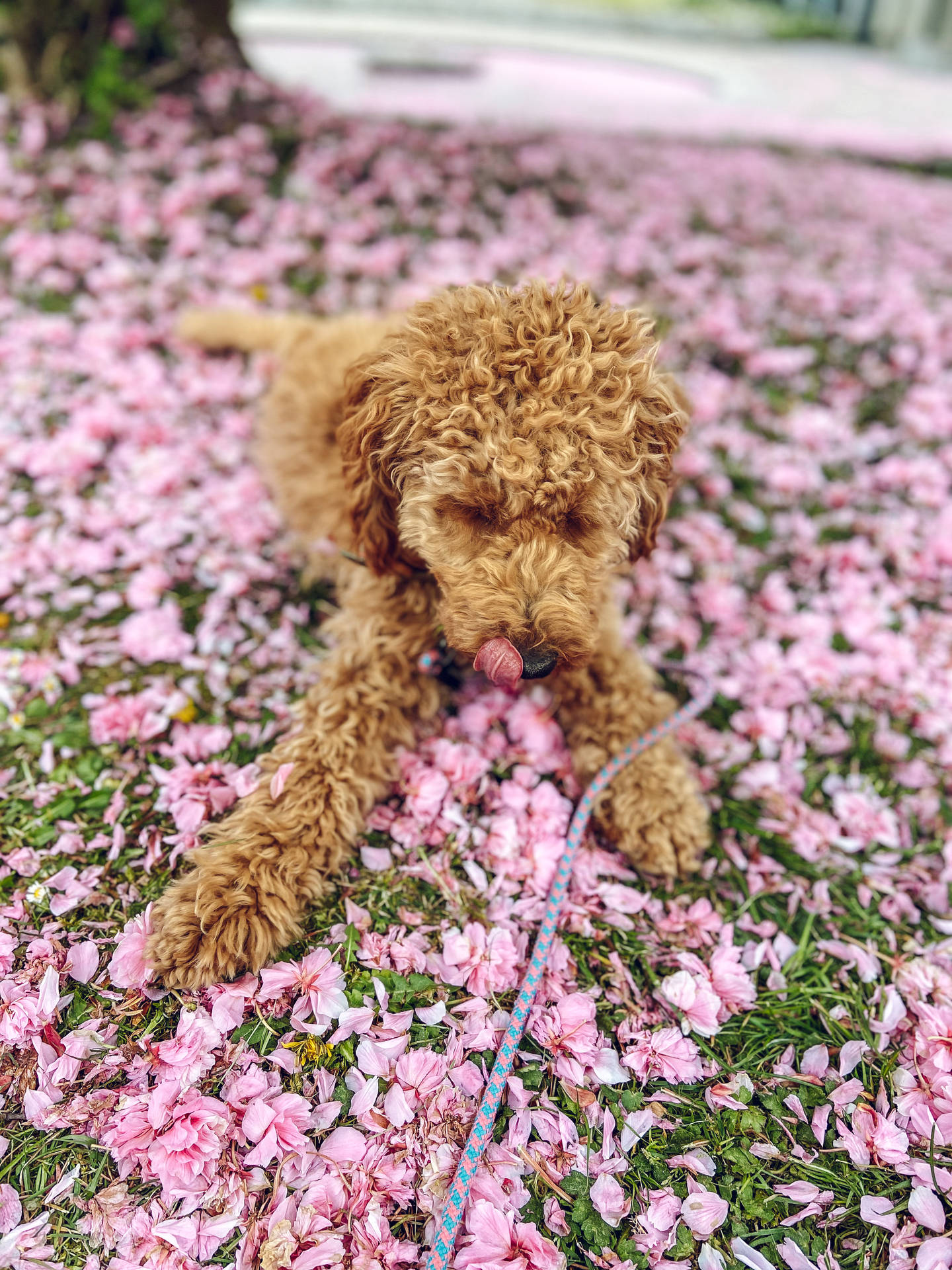 Poodle Background Photos