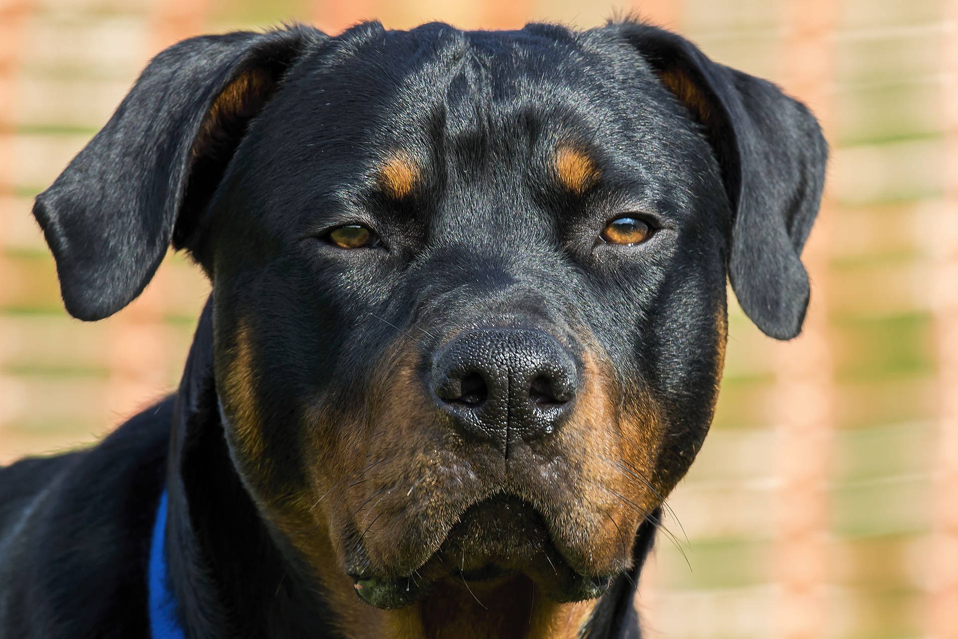 Rottweiler Background Photos