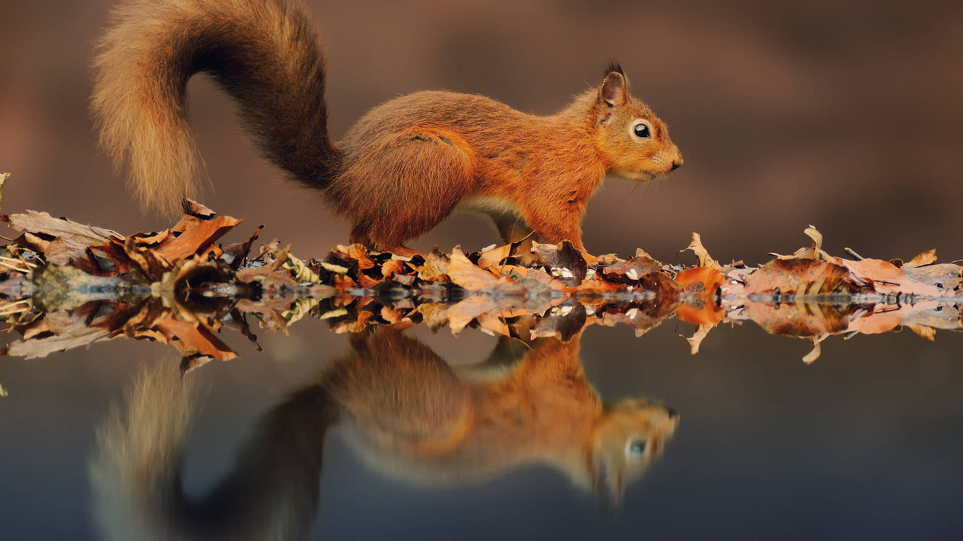 Squirrel Wallpaper