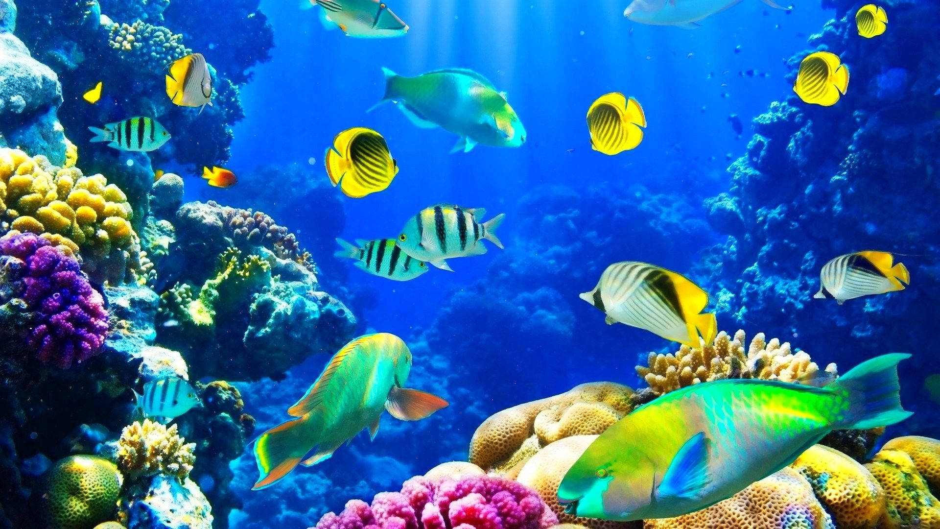 Underwater Wallpaper