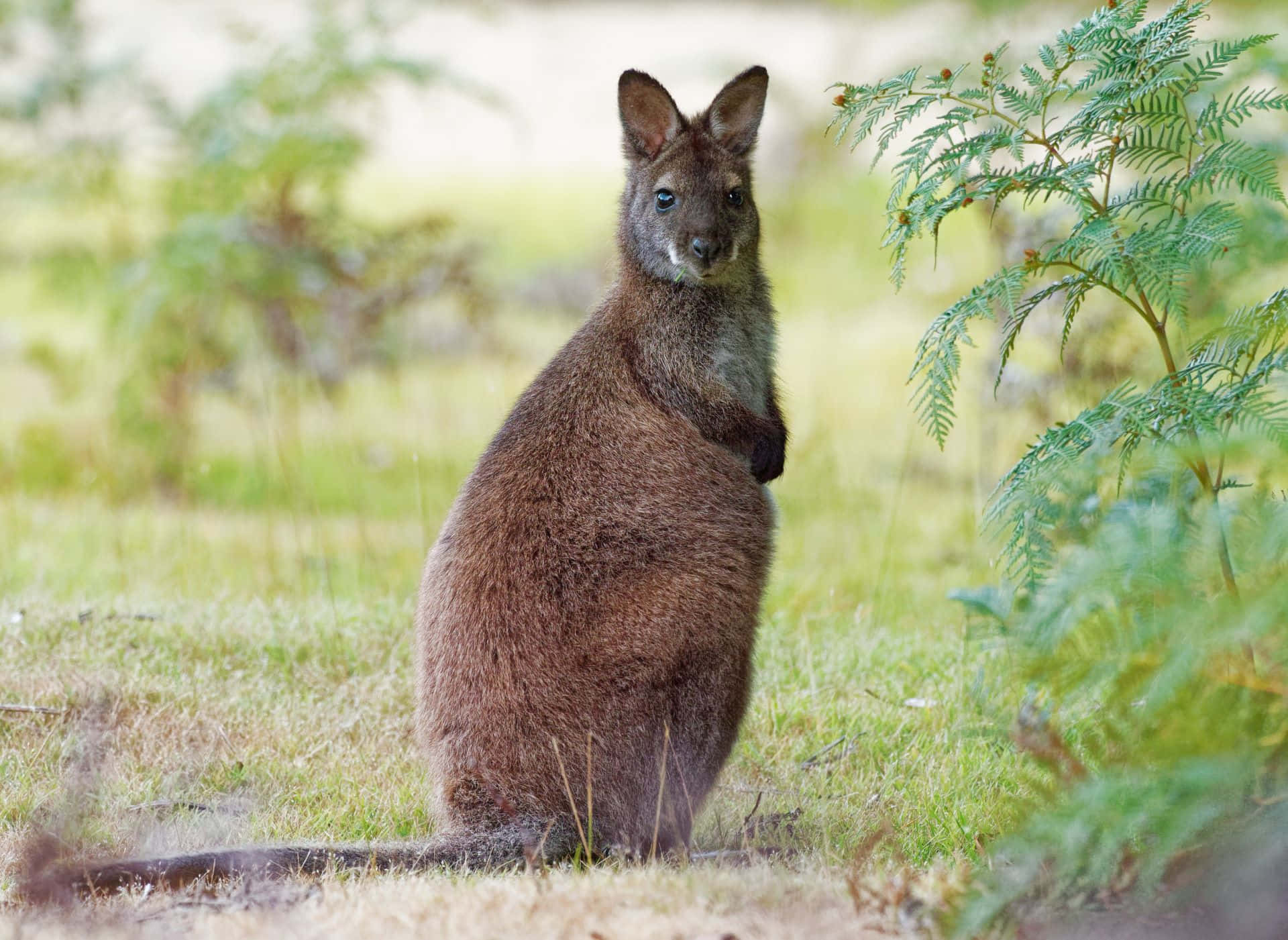 Wallaby Wallpaper