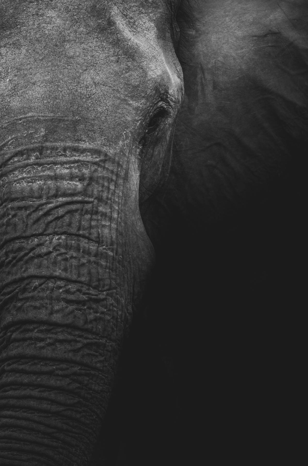 4K Elephant Portrait Grayscale Wallpaper