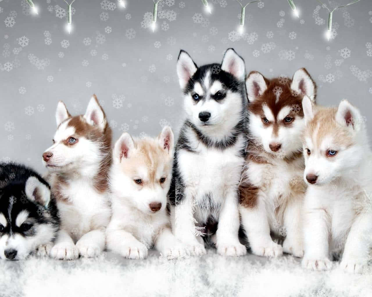 Æstetisk Hunde Husky Hvalpe Skrivebords Tapet Wallpaper