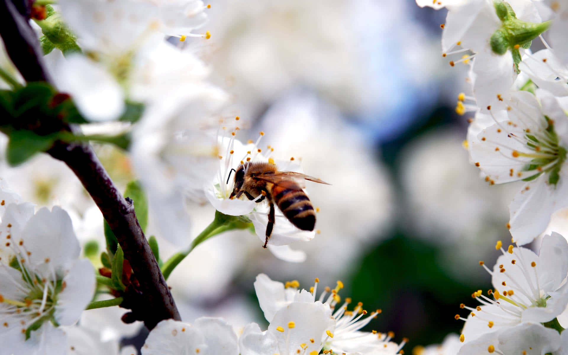 Image  A vibrant bee buzzing in a sunny meadow