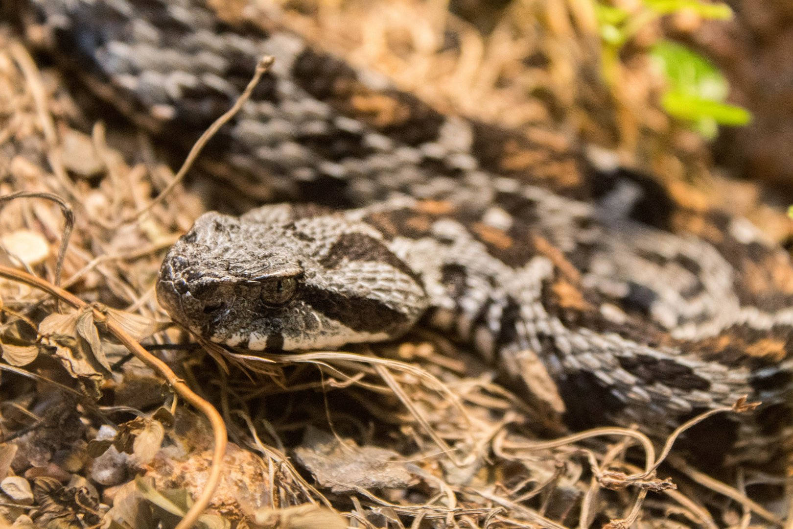 Berg Adder Fjell Viper Bakgrunnsbildet