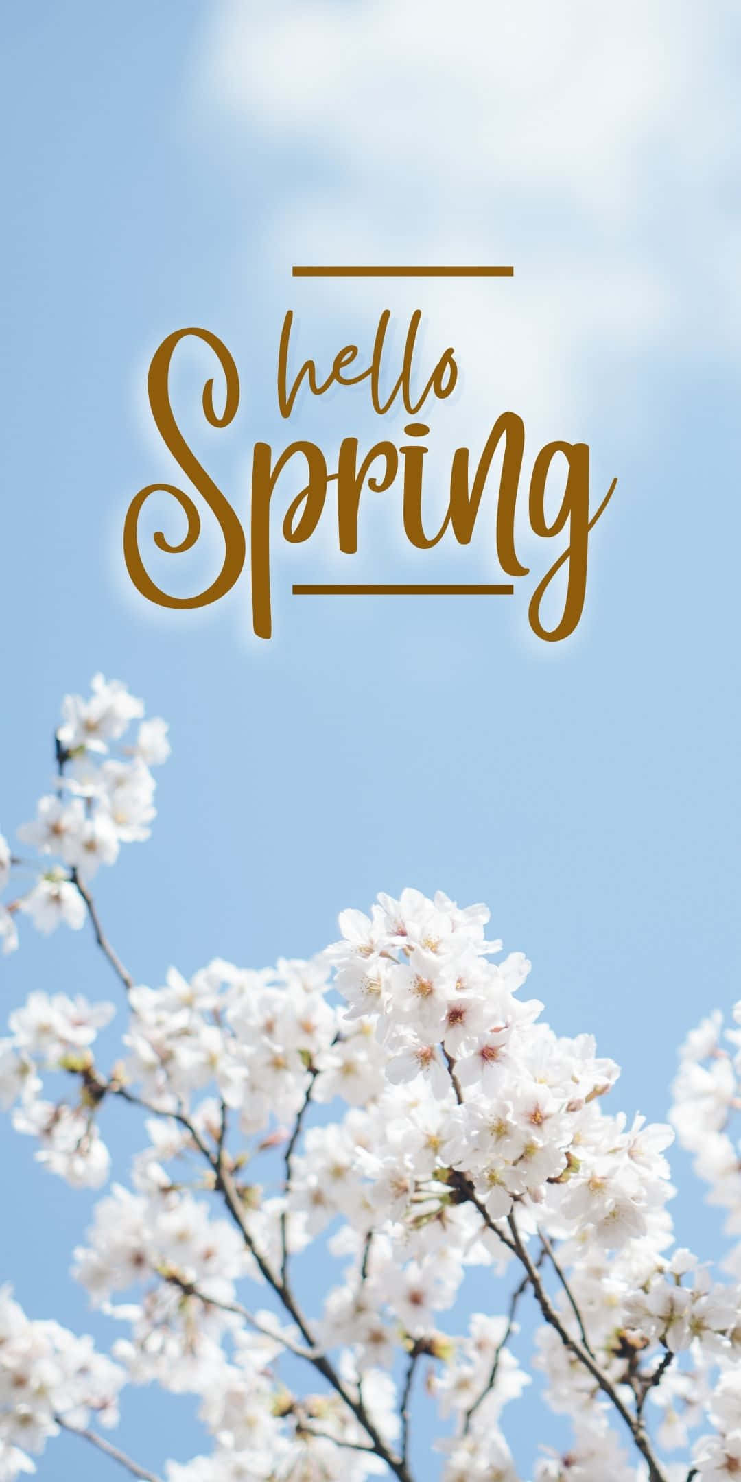 Best Spring White Cherry Blossoms Background