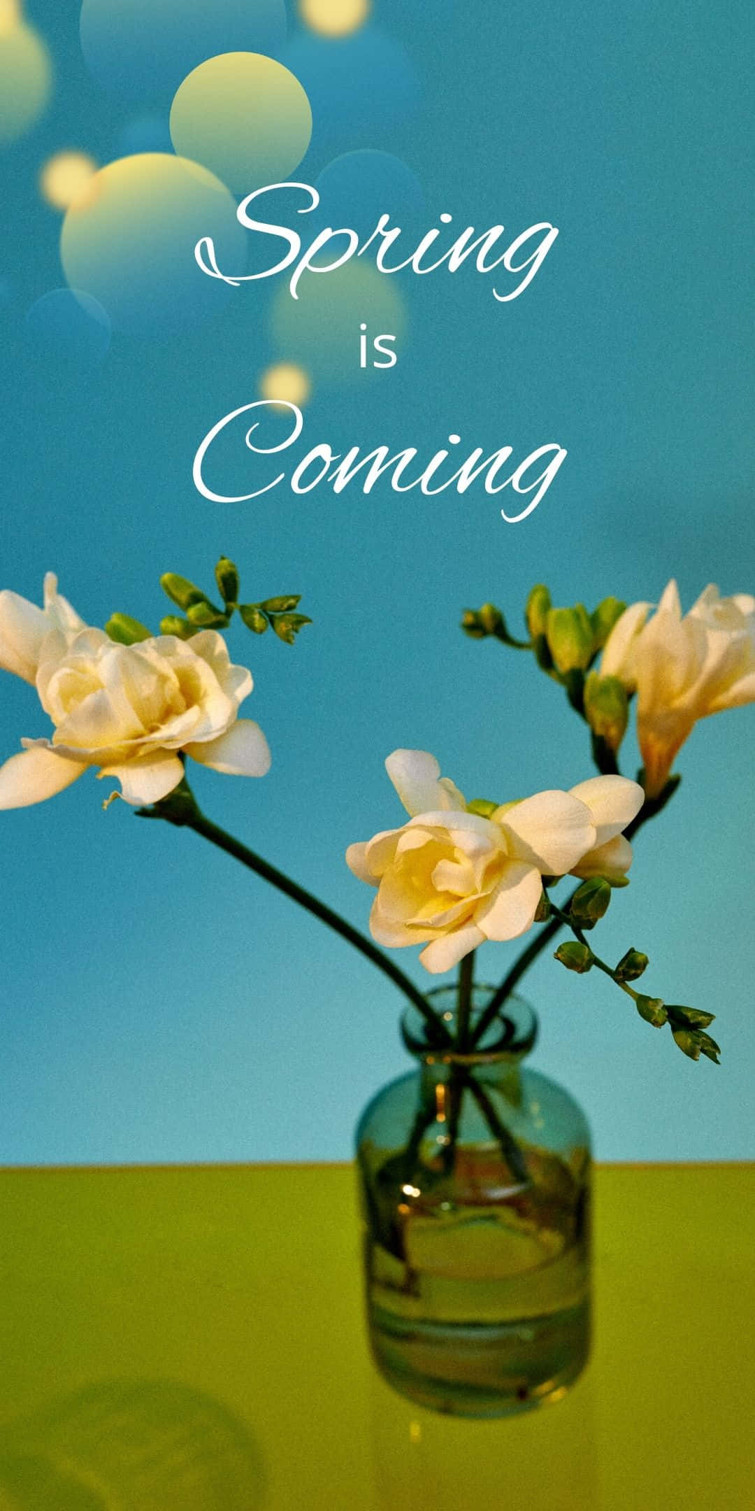 Best Spring Flower In A Vase Background