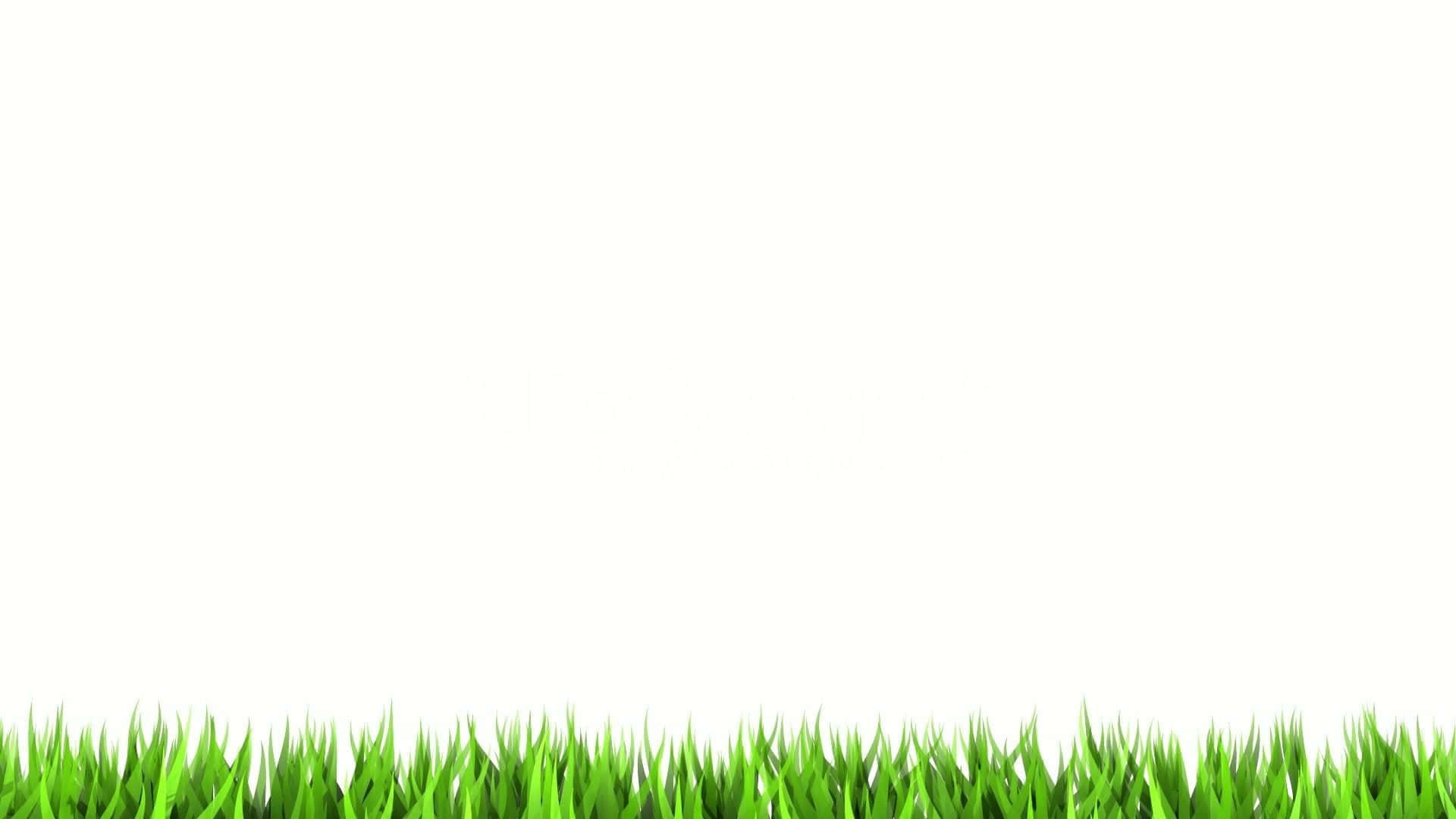 Green Grass On White Background