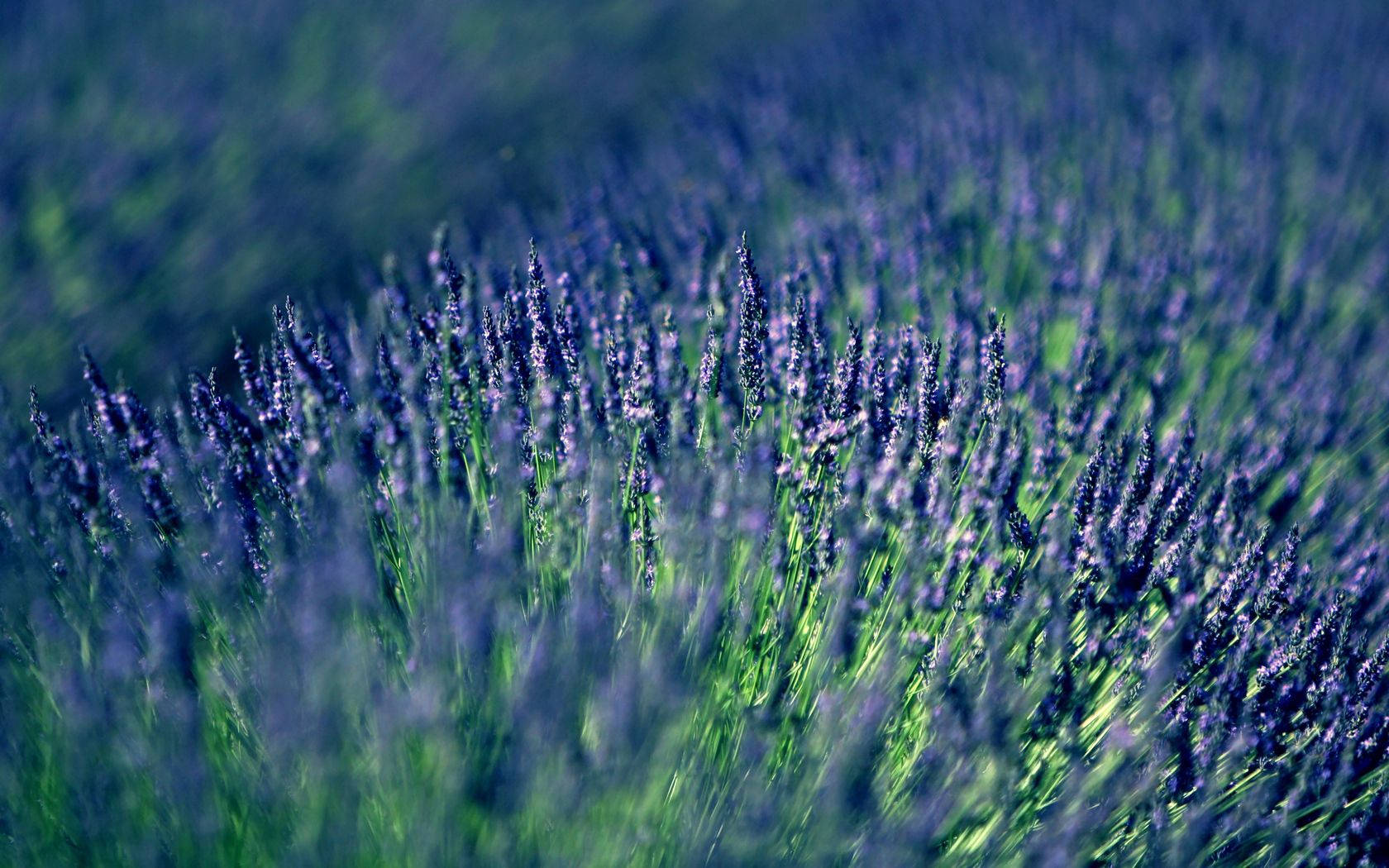 An idyllic lavender field illuminated by a vibrant blue sky Wallpaper