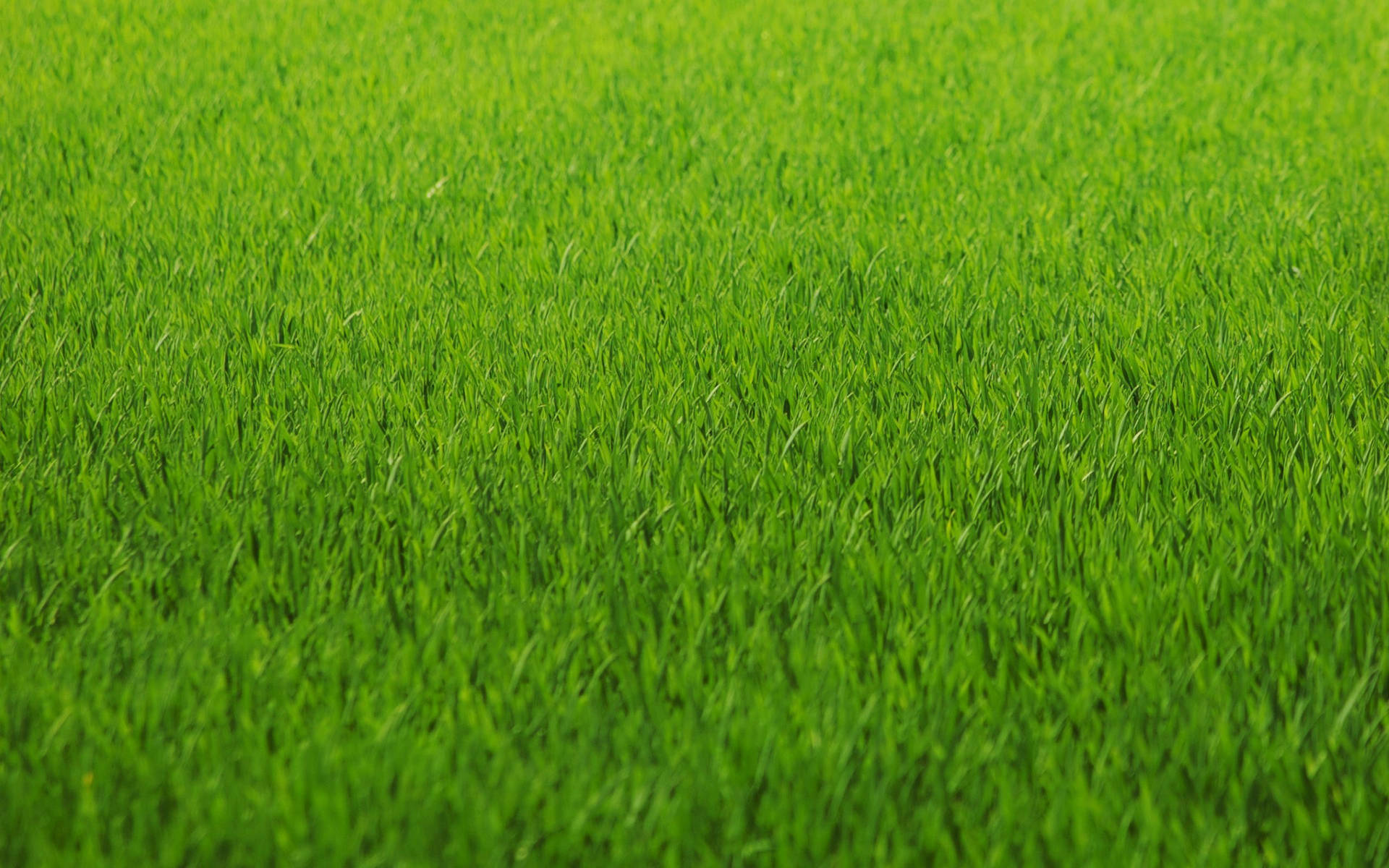 Fresh and Vibrant Green Grass Wallpaper