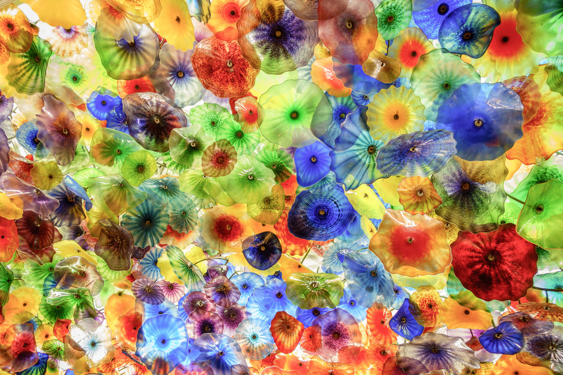 Brillante Mondo Sottomarino Di Meduse Sfondo