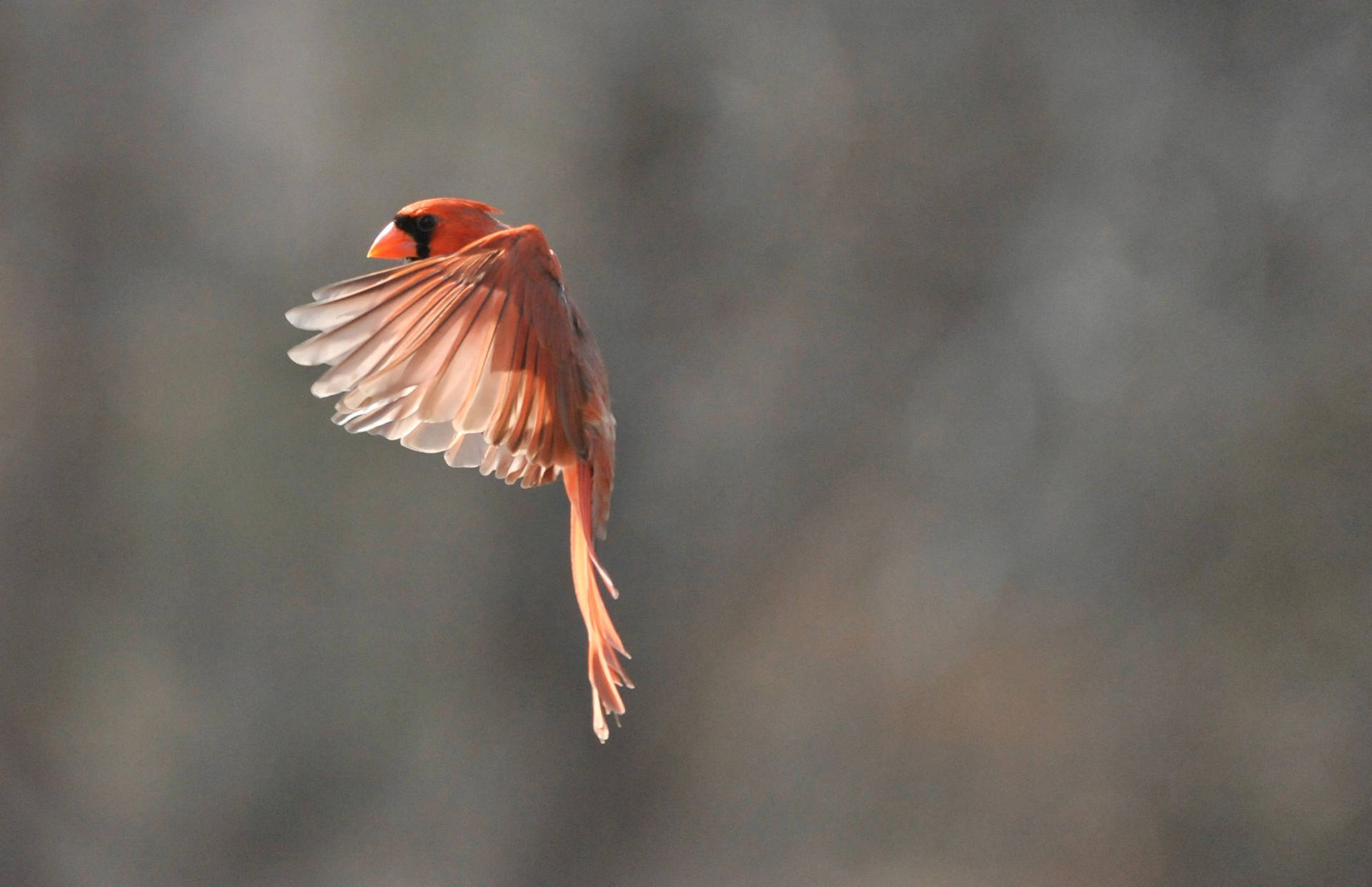 Cardinal Battant Des Ailes Fond d'écran