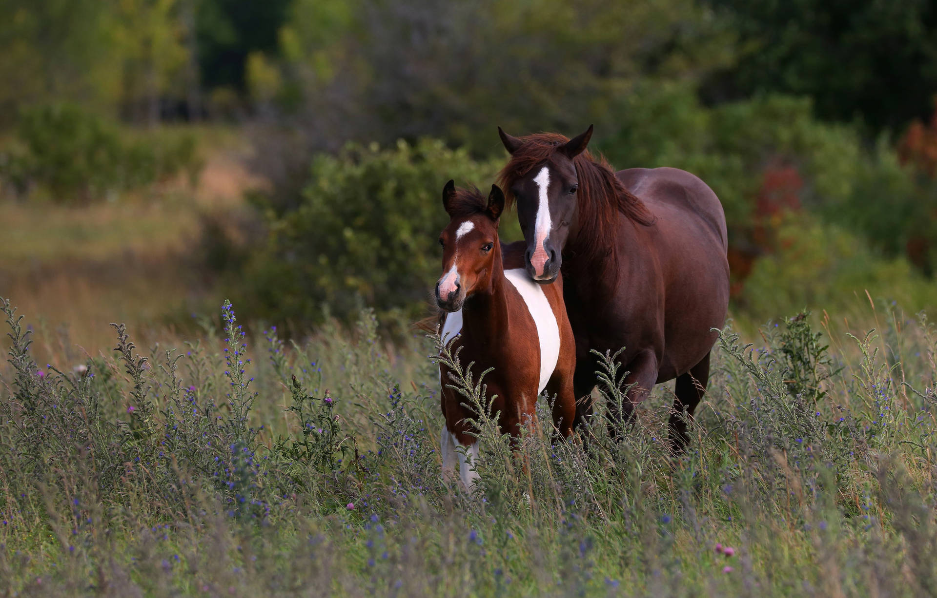 Ponide Chincoteague Y Potro Joven. Fondo de pantalla