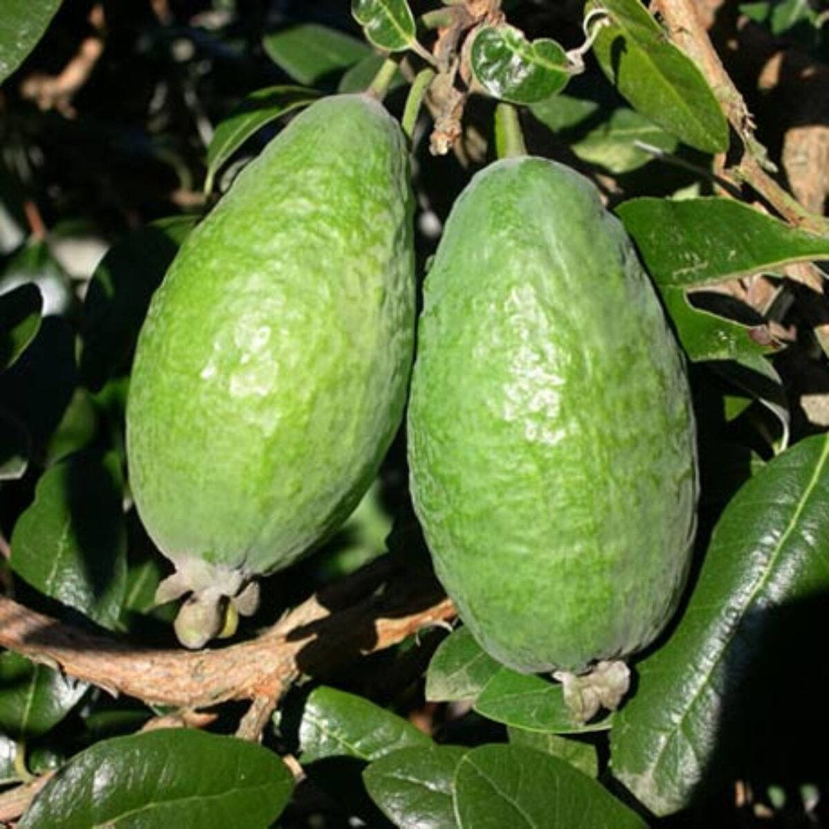 Primipiani Due Feijoa Sfondo
