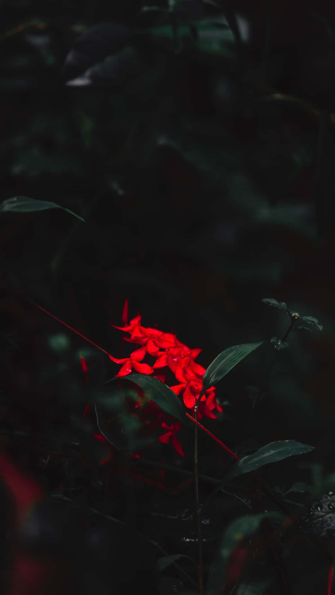 Iøynefallende Rød Elf Bakgrunnsbildet