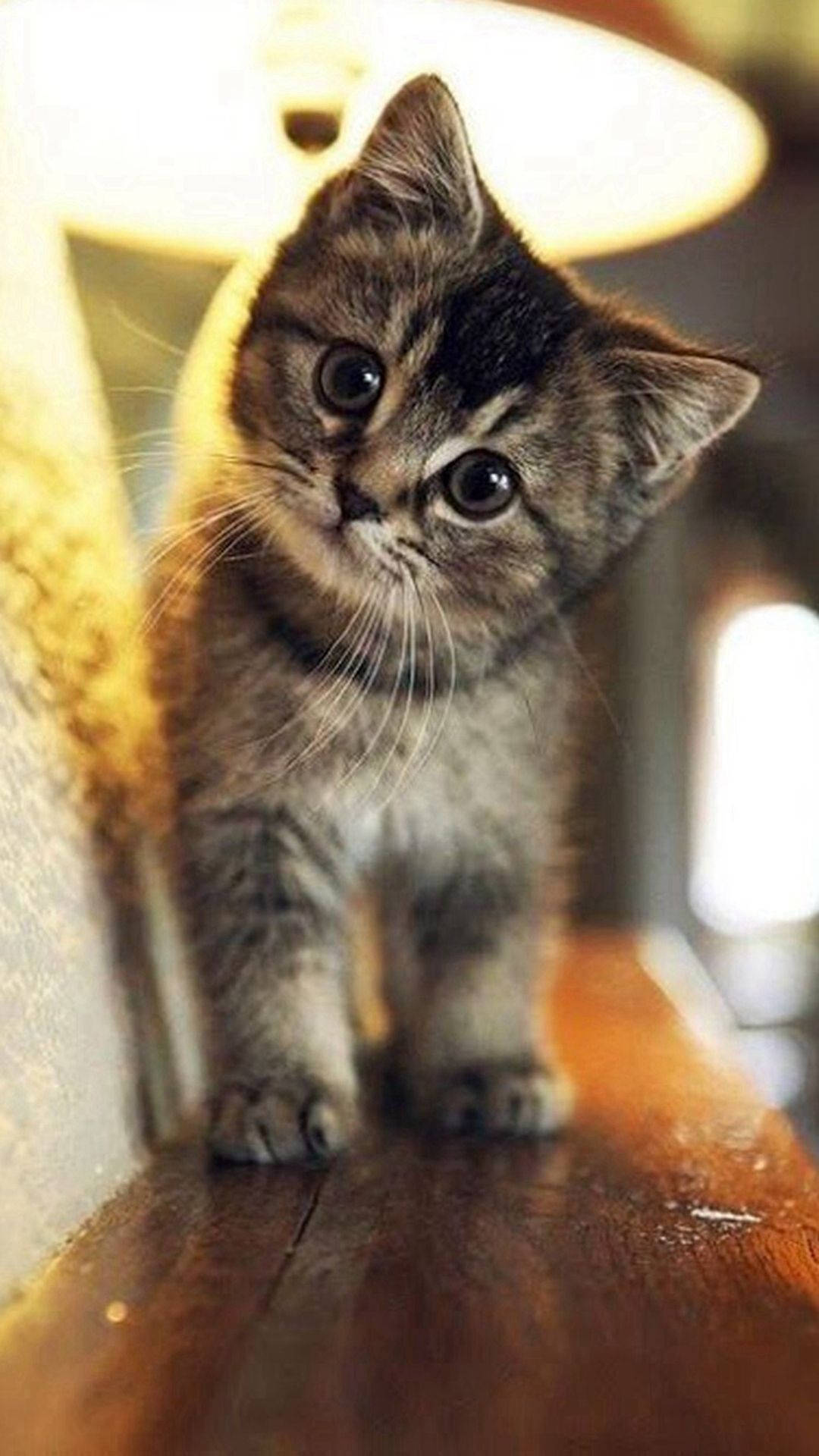 Cute Innocent Tabby Cat iPhone Wallpaper