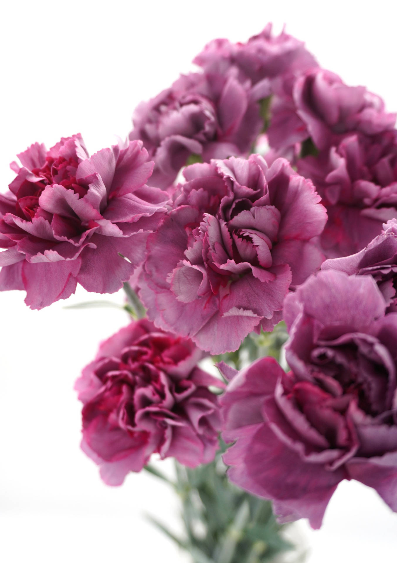 Captivating Array of Antique Carnations Wallpaper