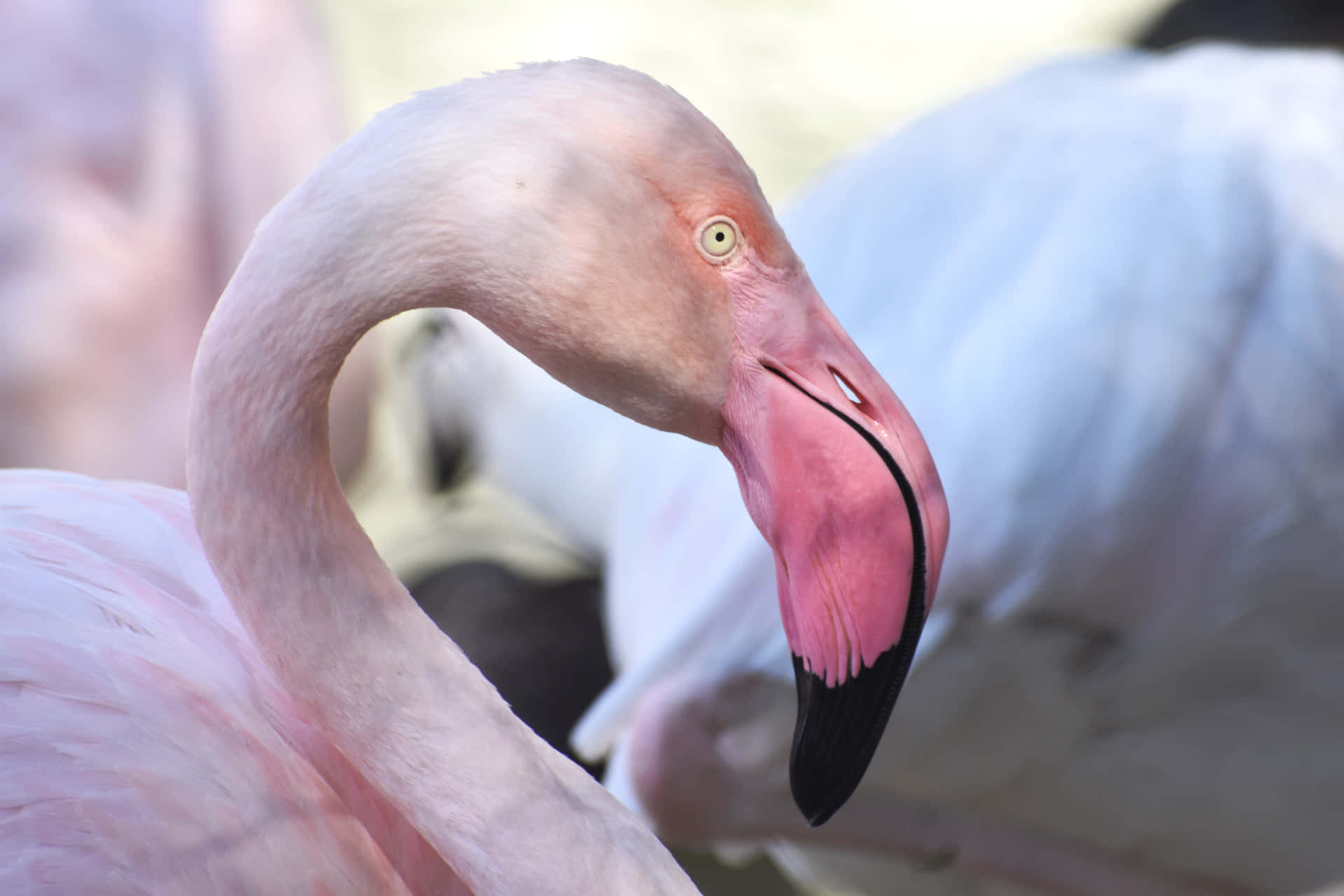 A vibrant Flamingo relaxing in a pond.