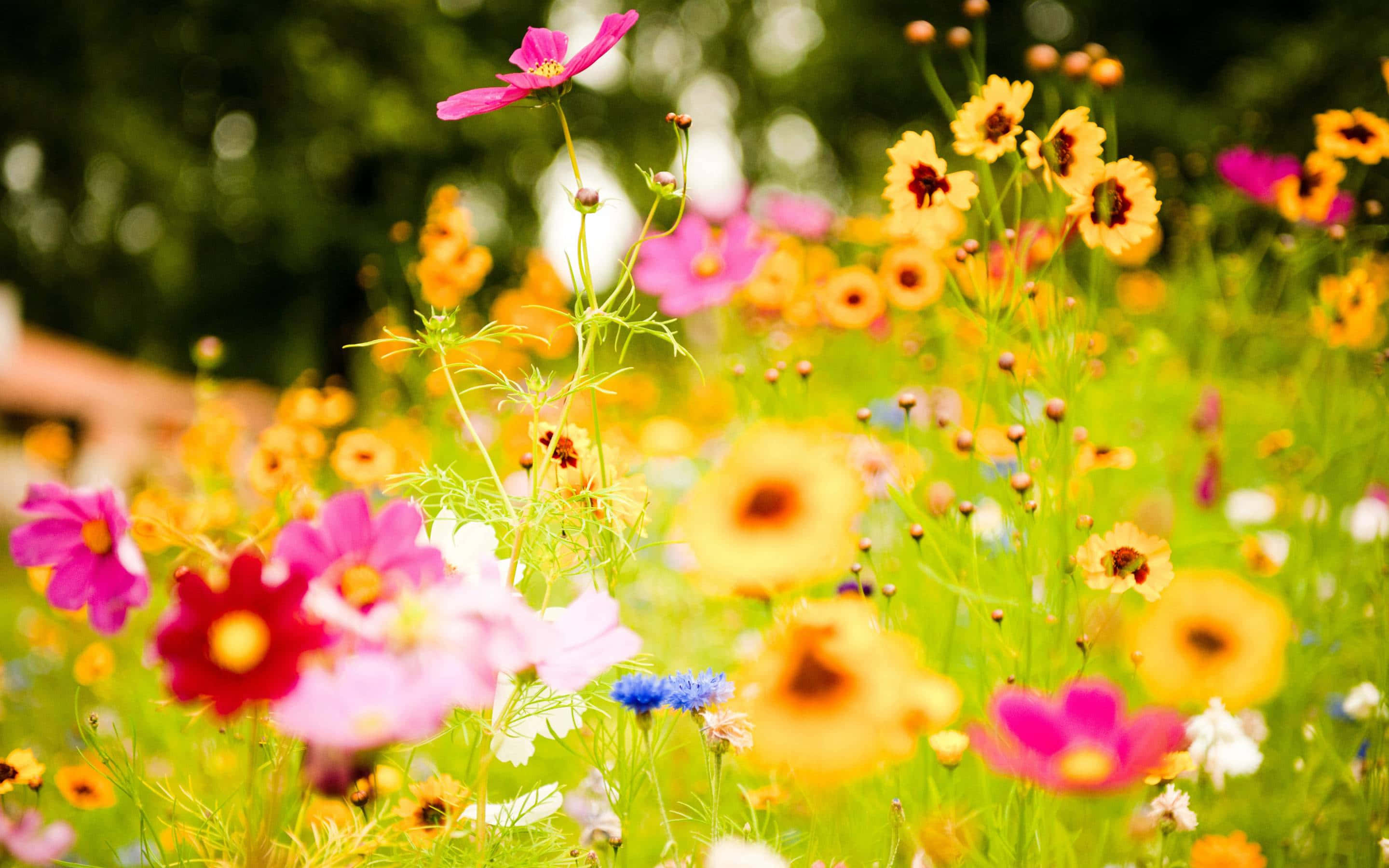 a field of colorful flowers in the sun