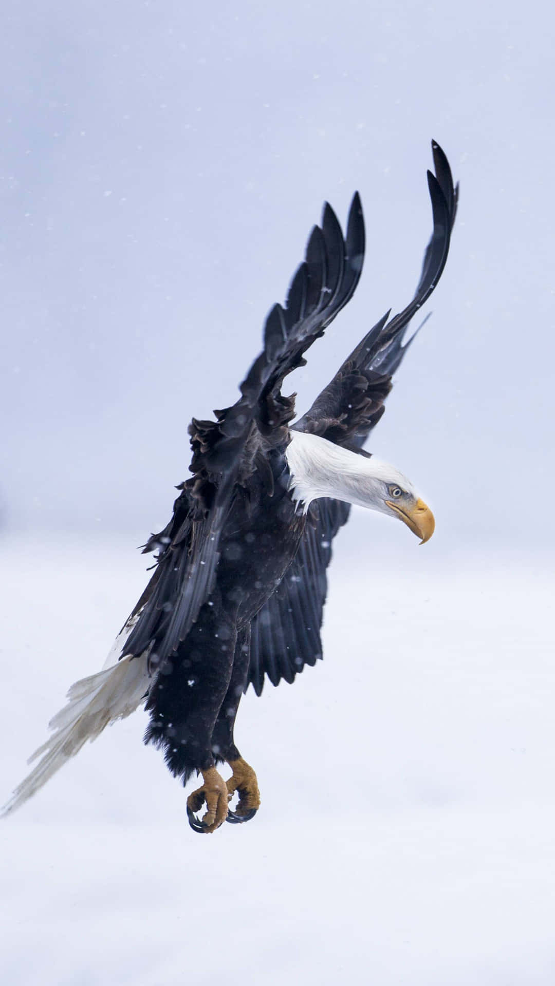 Aigle Volant Planant Dans Le Ciel Fond d'écran