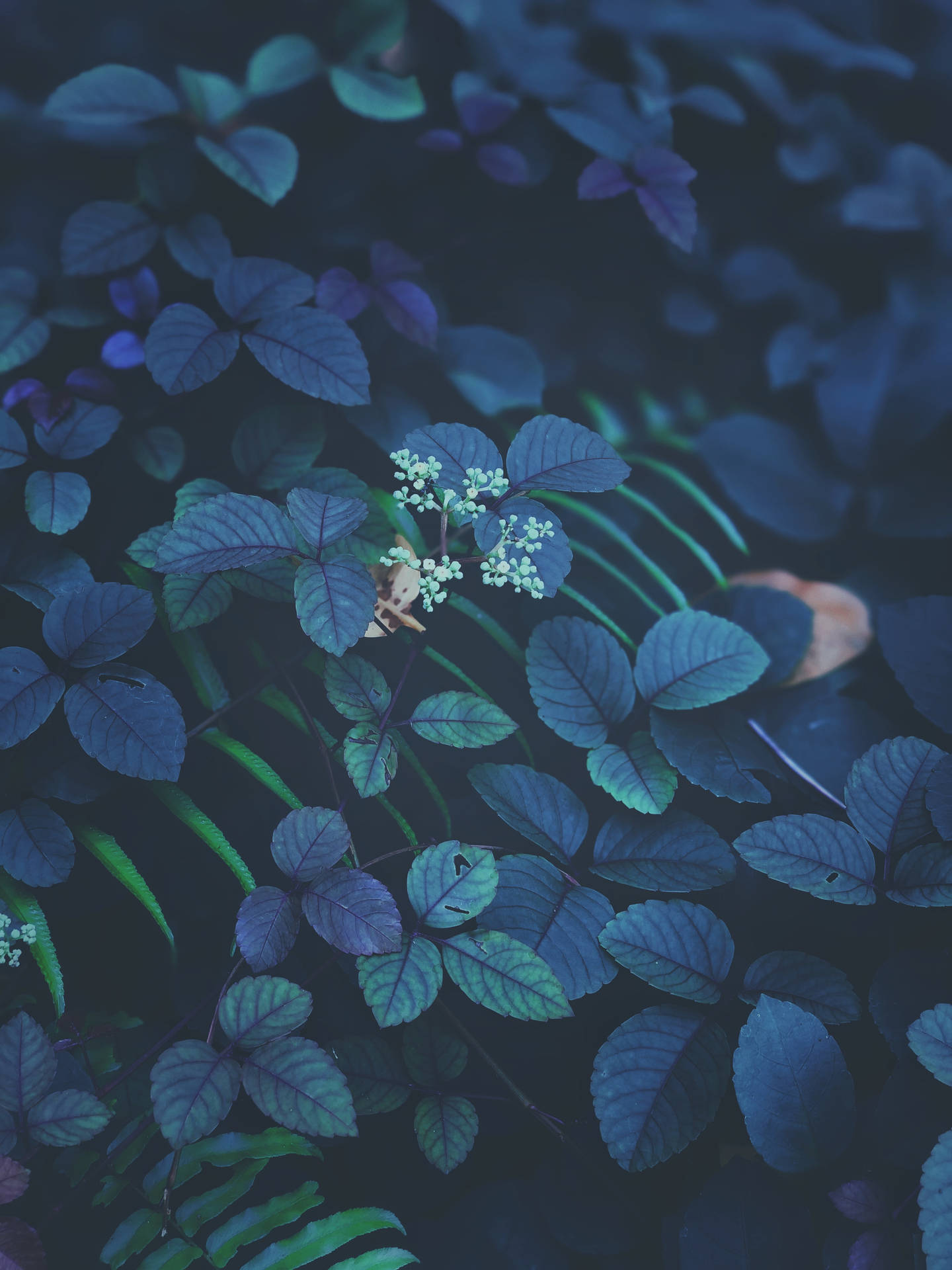 Groene En Paarse Bladeren Ios 13 Achtergrond