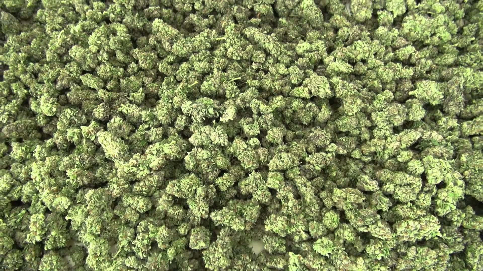 Green Cannabis Buds Wallpaper