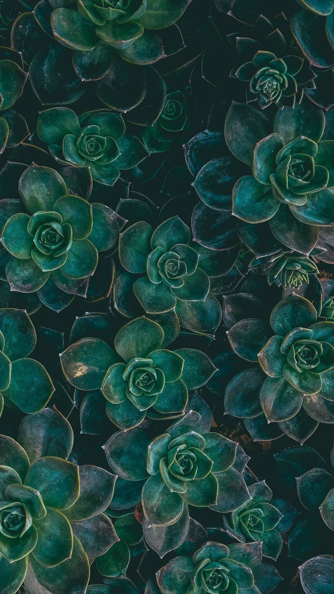 Groene Succulenten Boho Iphone Achtergrond