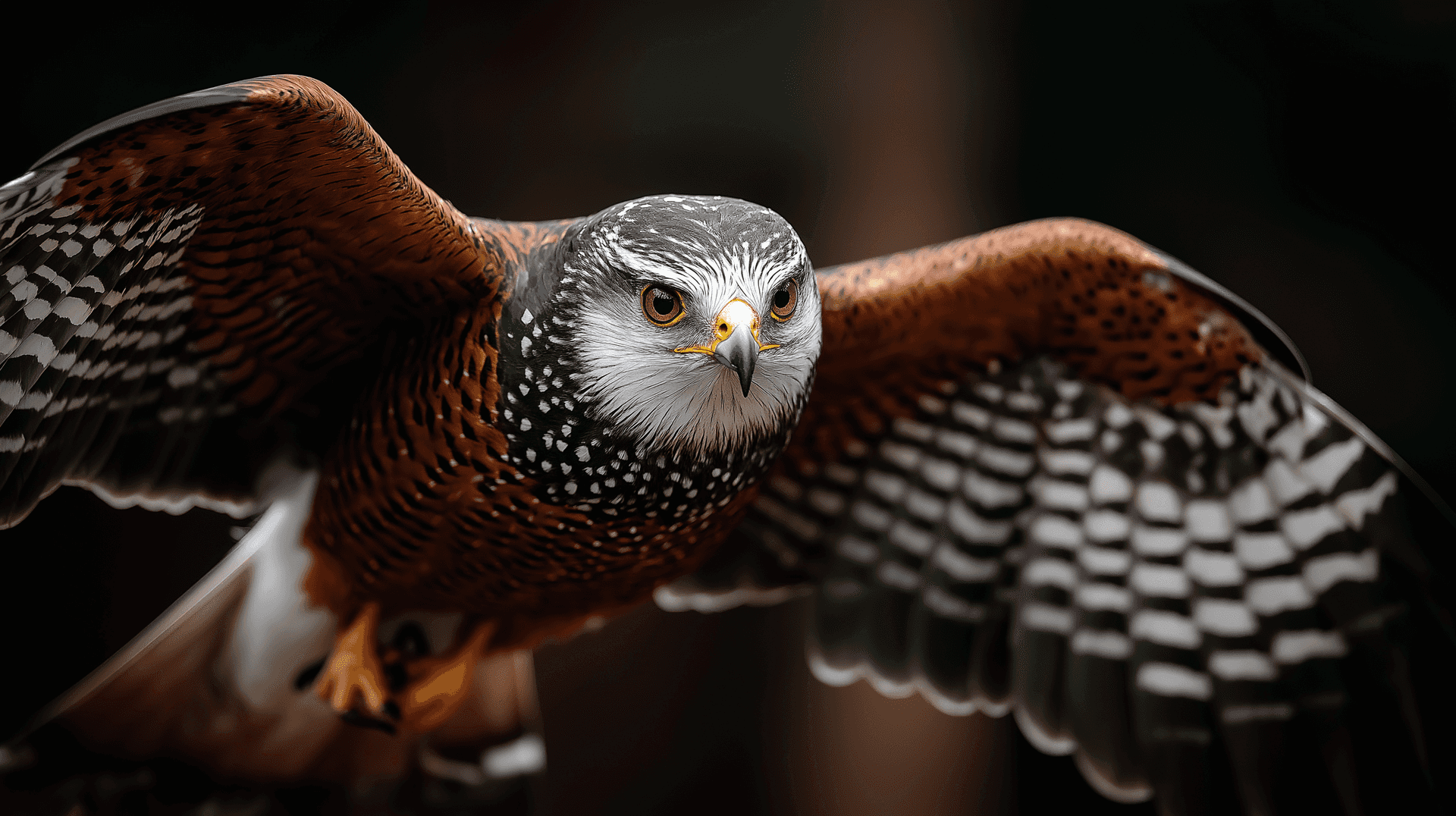 Hawk In Flight Wallpaper