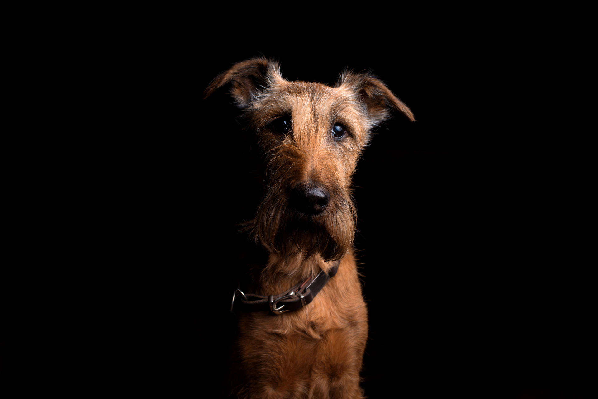 Irishterrier Hund. Wallpaper
