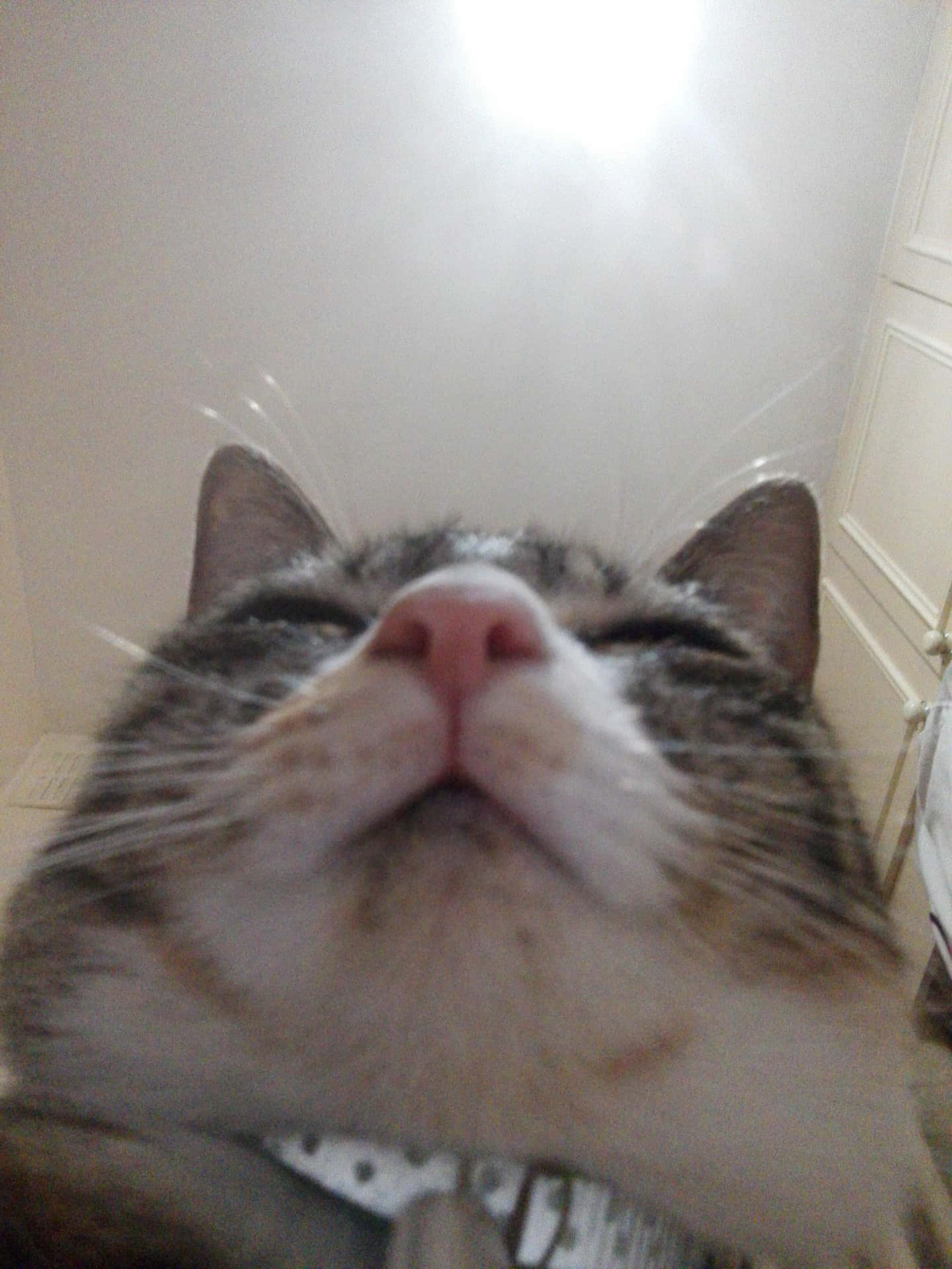 Lazy Cute Cat PFP Wallpaper