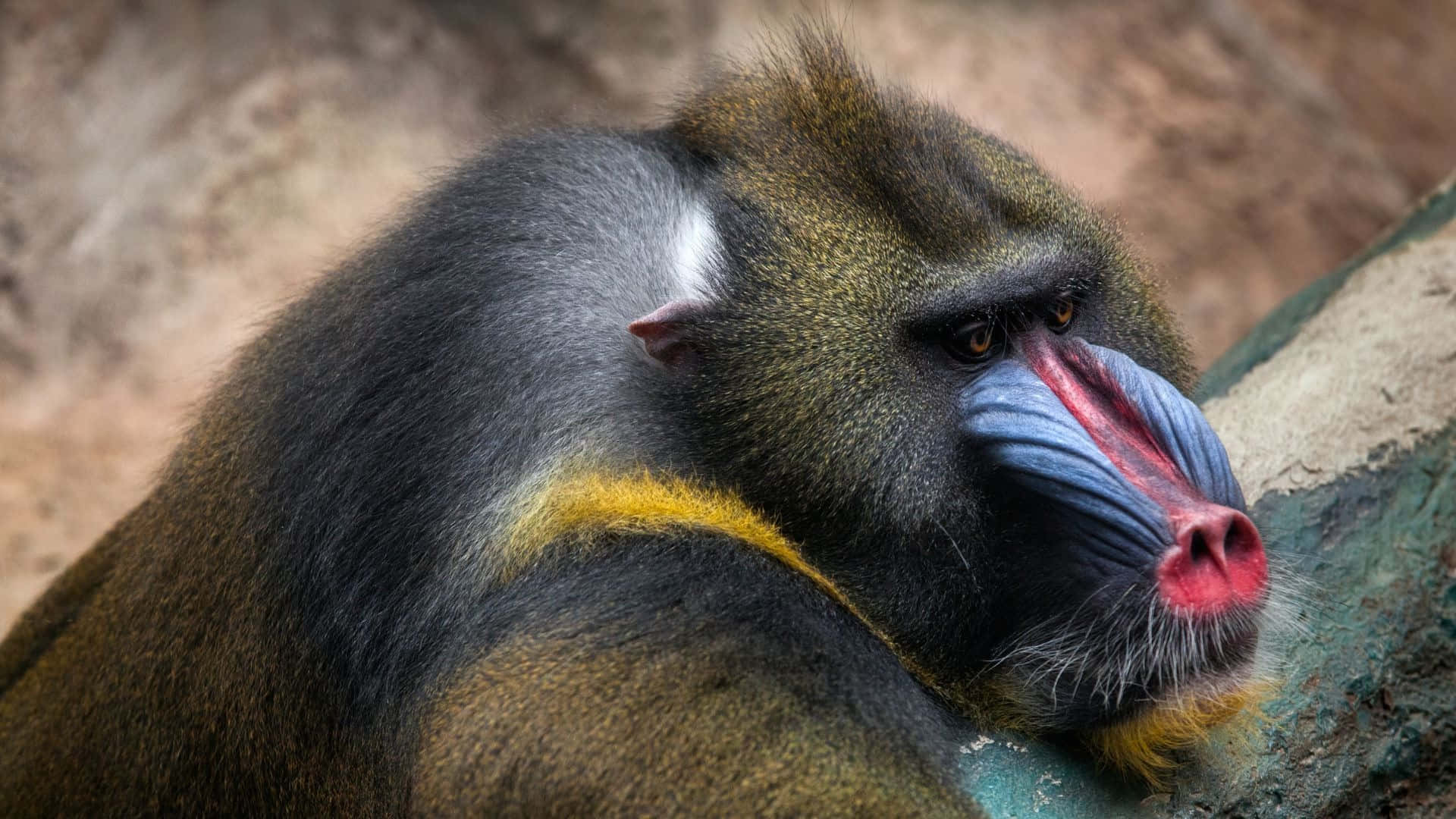 Mandrill En Contemplation Fond d'écran
