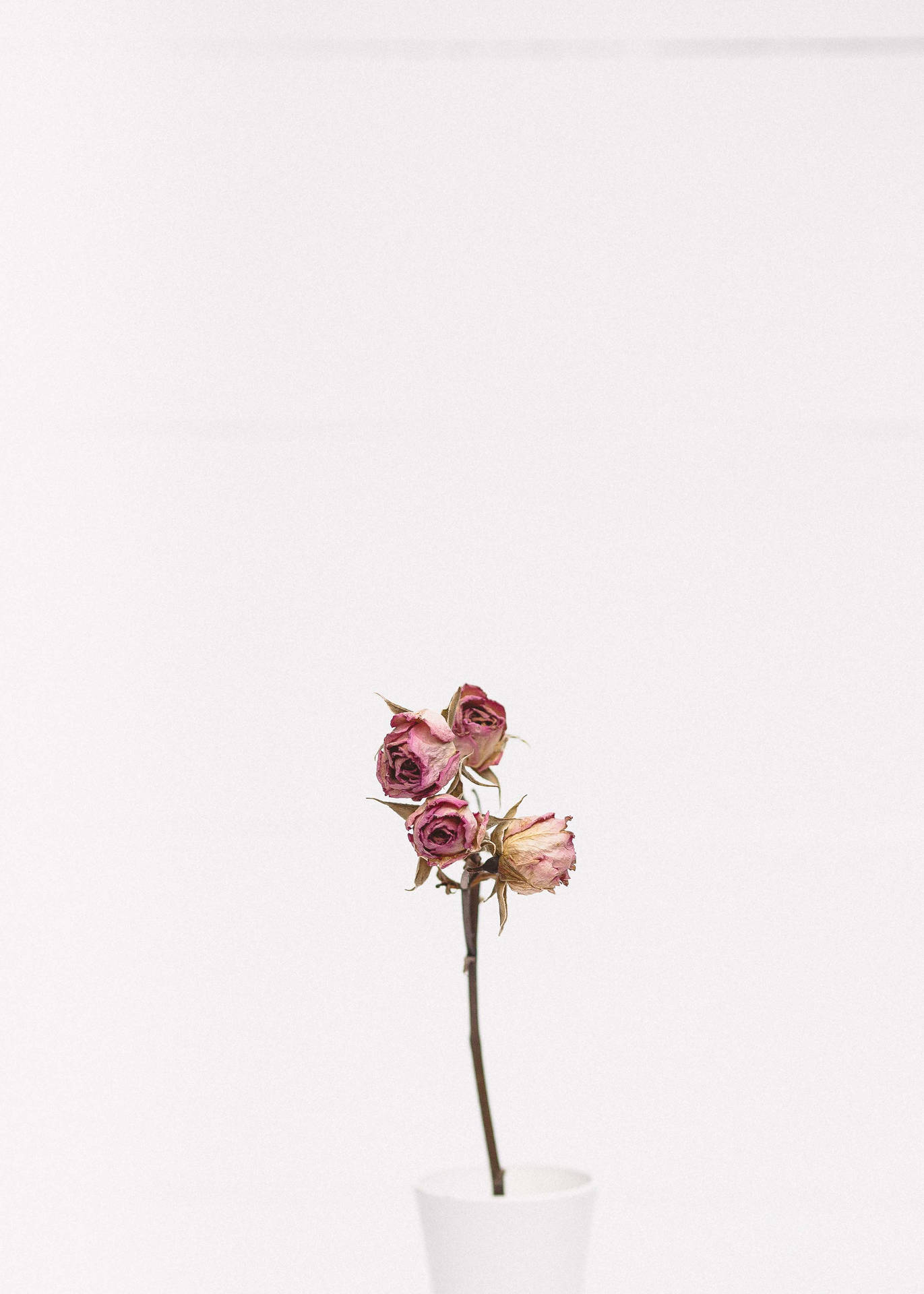 Minimalist beauty of a pink rose Wallpaper
