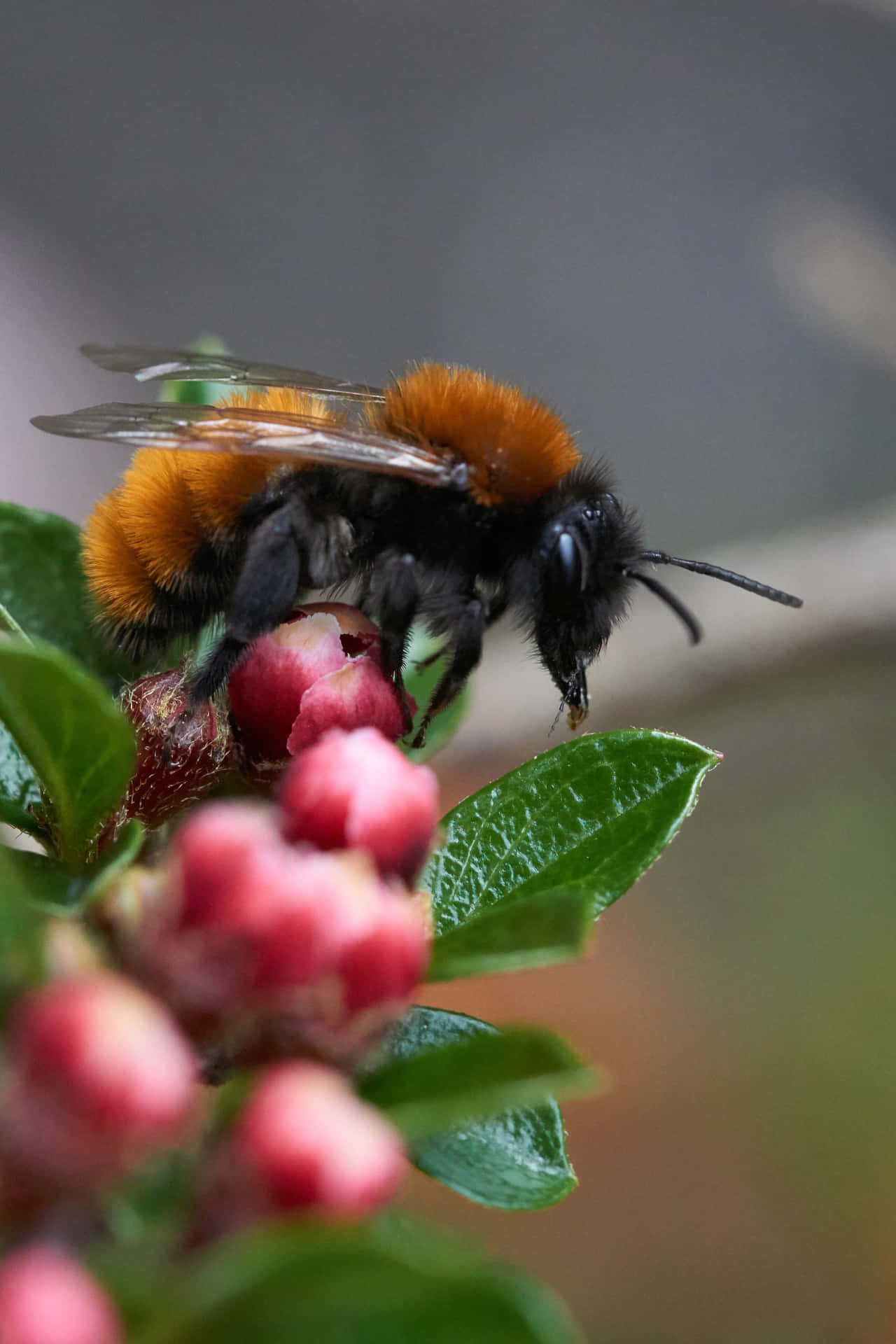 Mining Beeon Blossoms Wallpaper