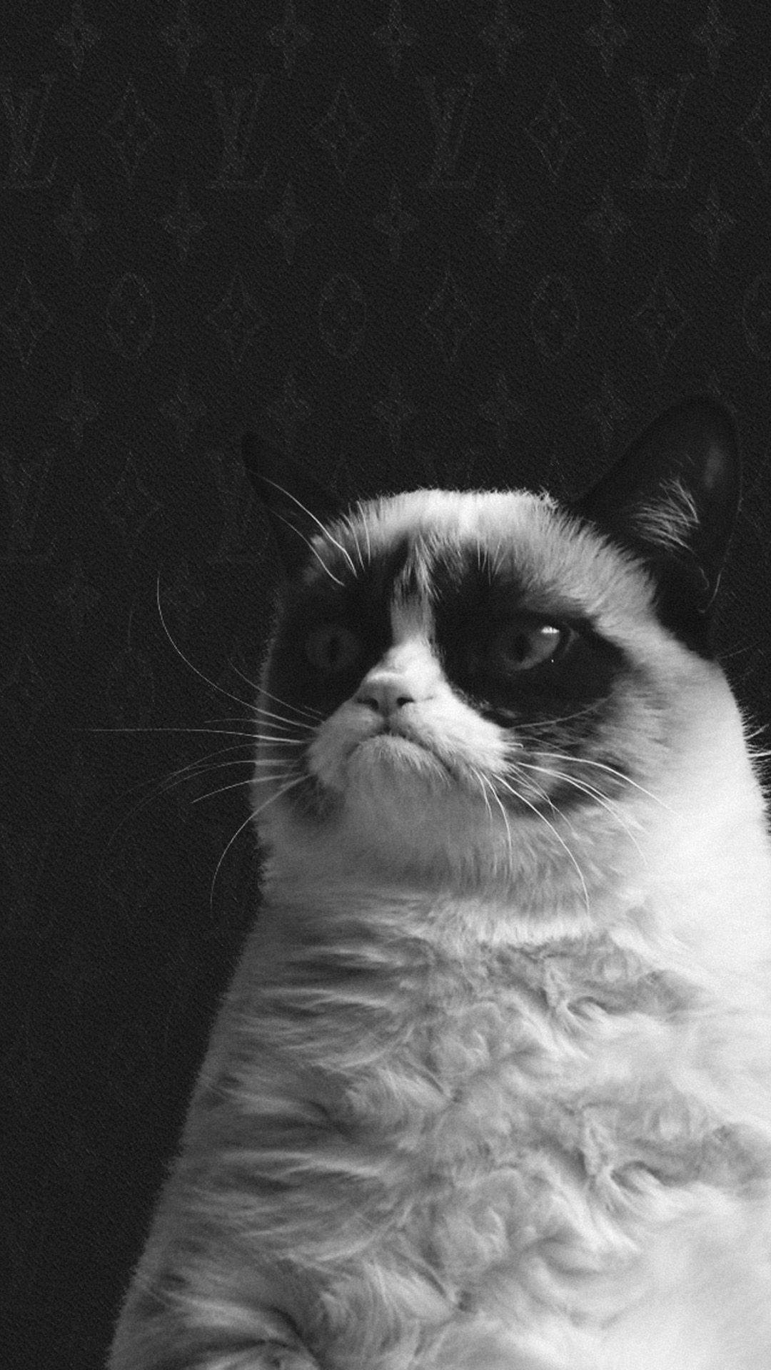 Monochrome Chubby Grumpy Cat iPhone Wallpaper