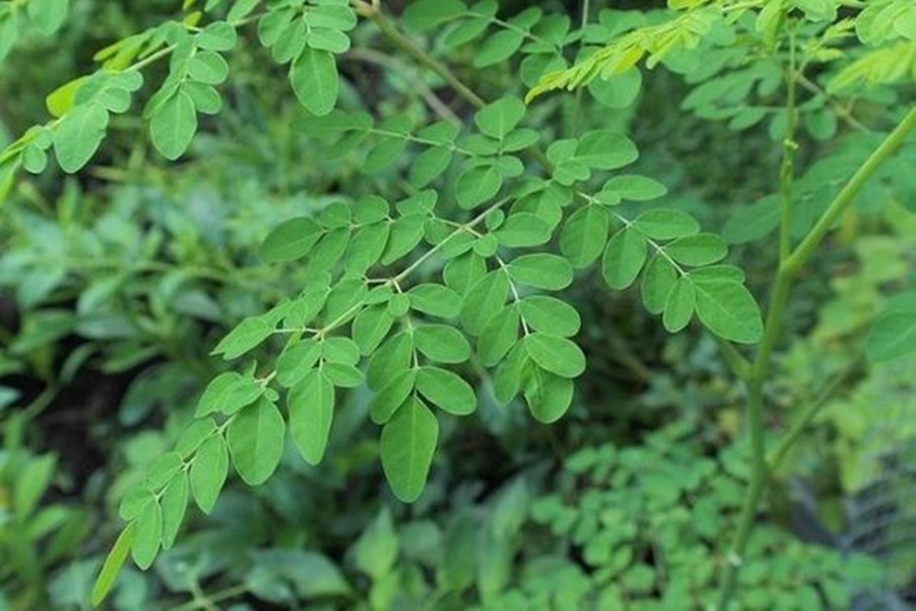Moringa 1852 X 1235 Wallpaper