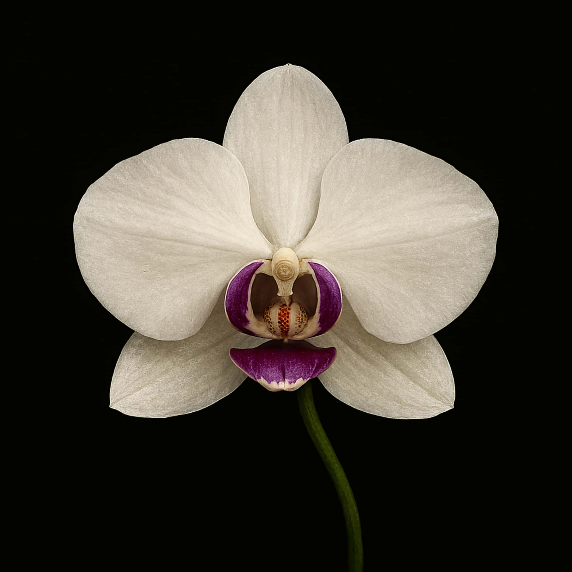Orchid On Black Background Wallpaper