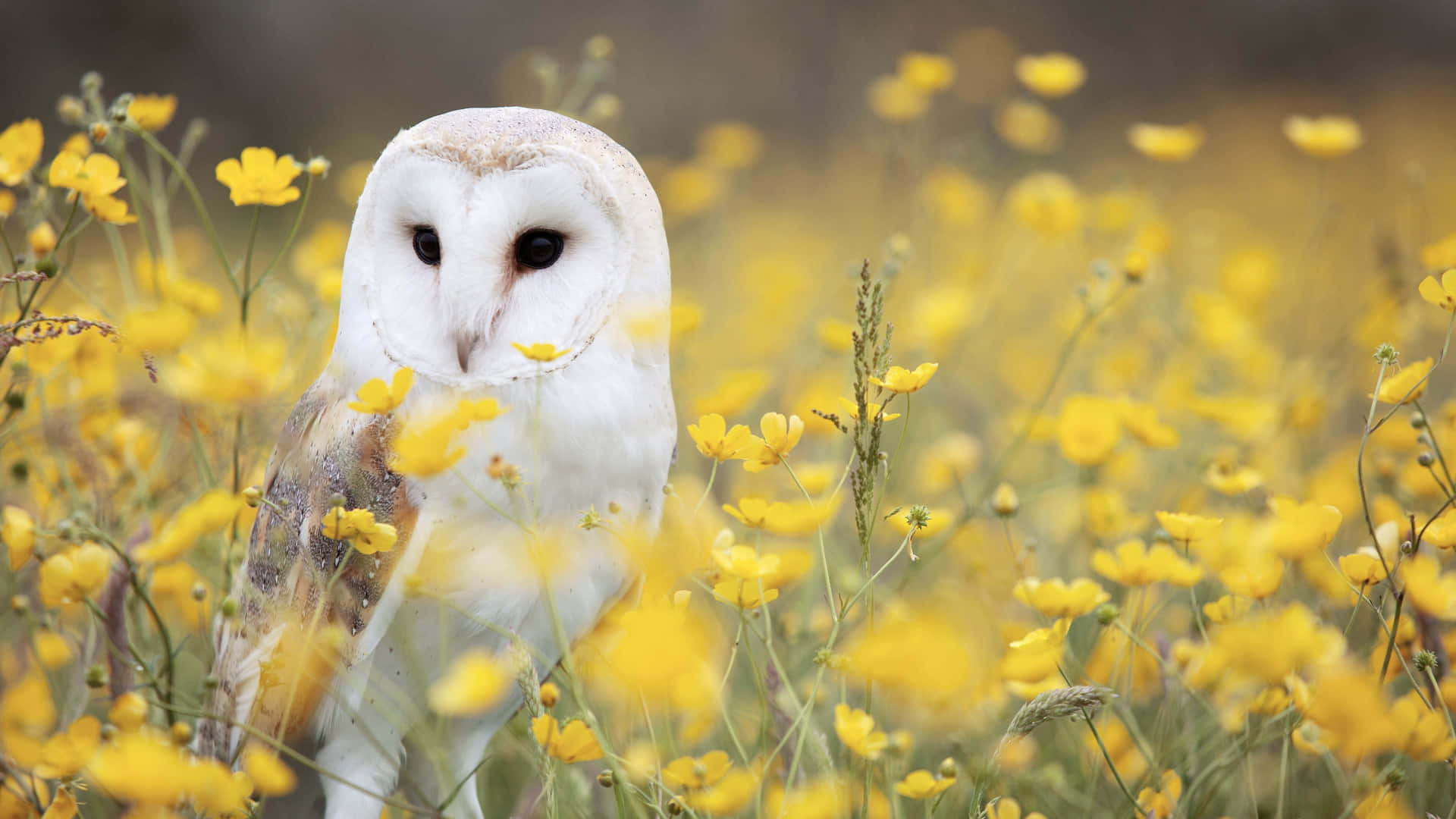 An owl perched on a barren tree in a dense forest.