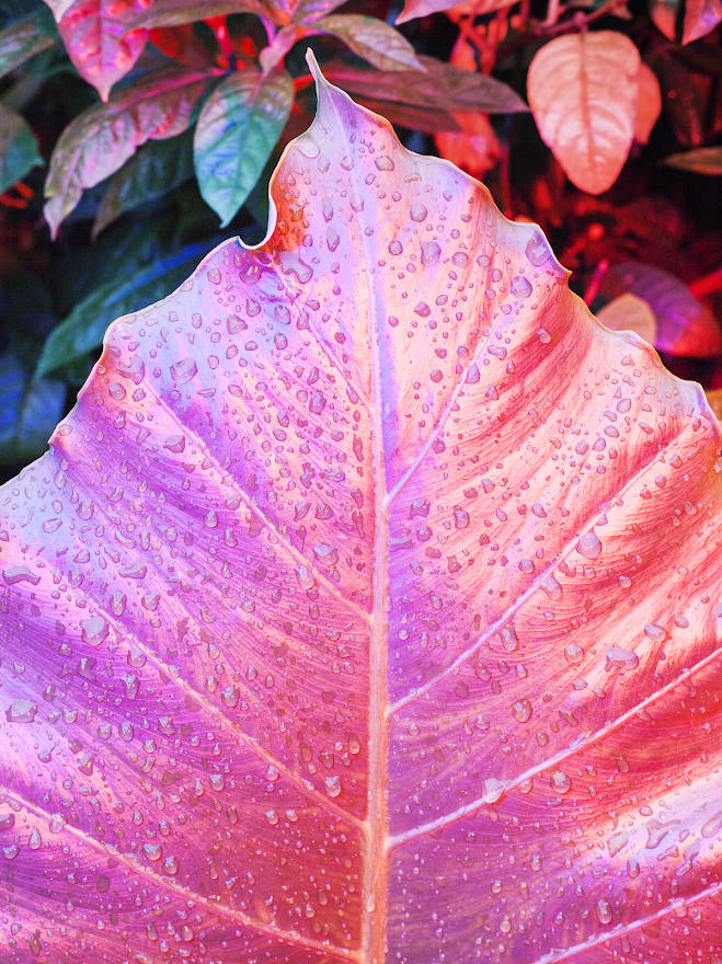 Beautiful Pink Leaf IOS Default Wallpaper Wallpaper