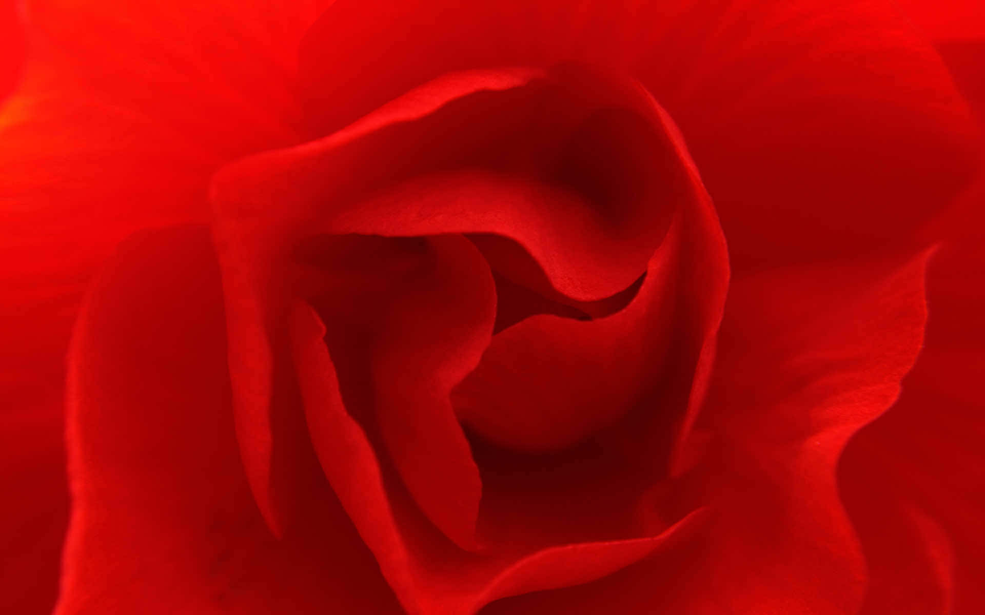 Red Roses Pc Wallpaper