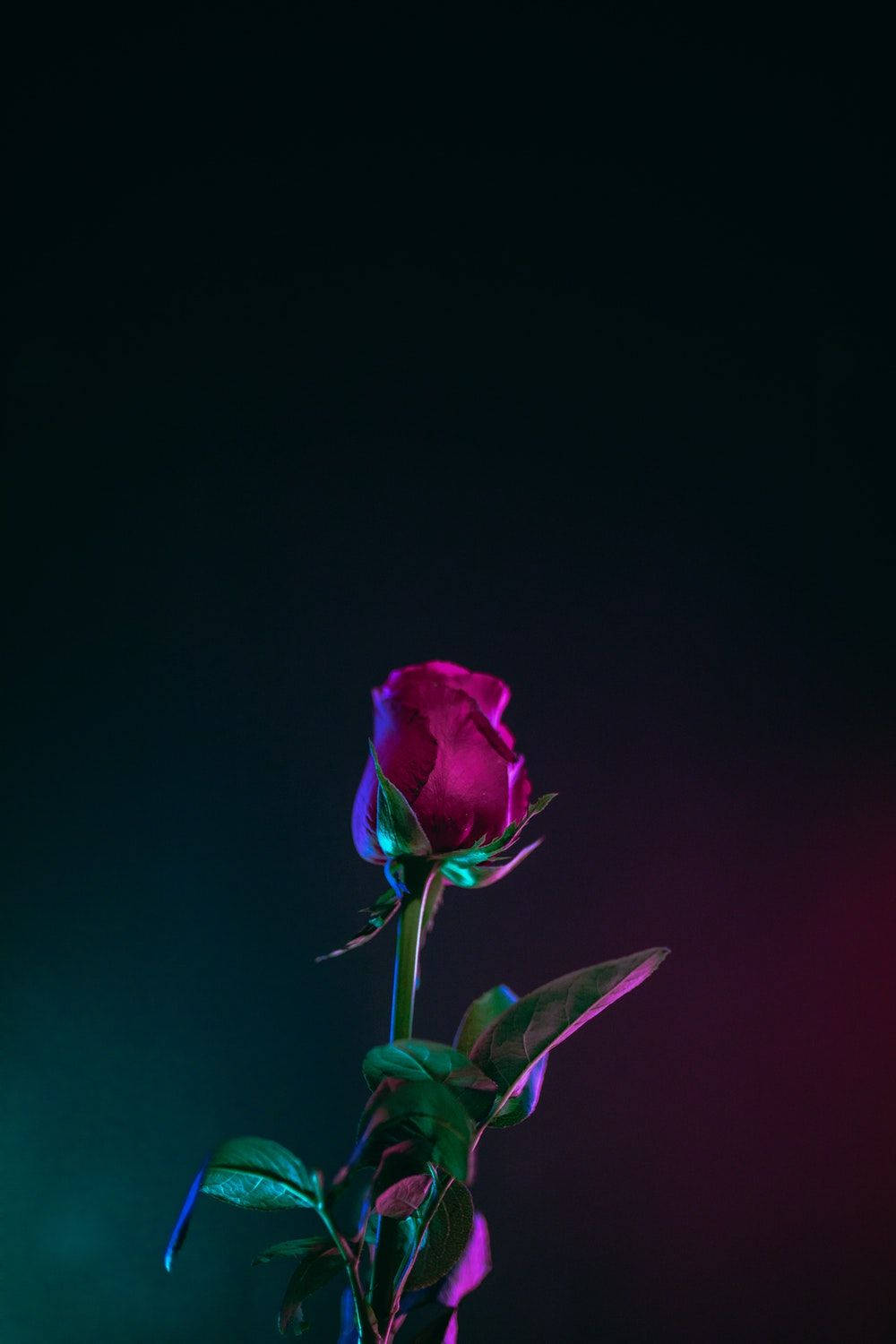 Red Rose Flower Oled iPhone Wallpaper