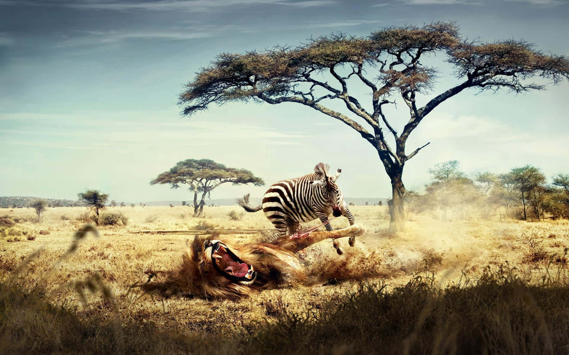 Zebra And Lion Fighting Safari Background