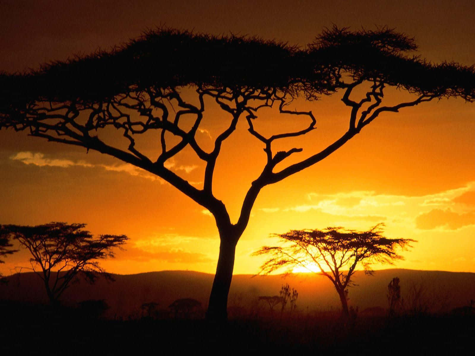 Serengeti Sunset On Safari Background