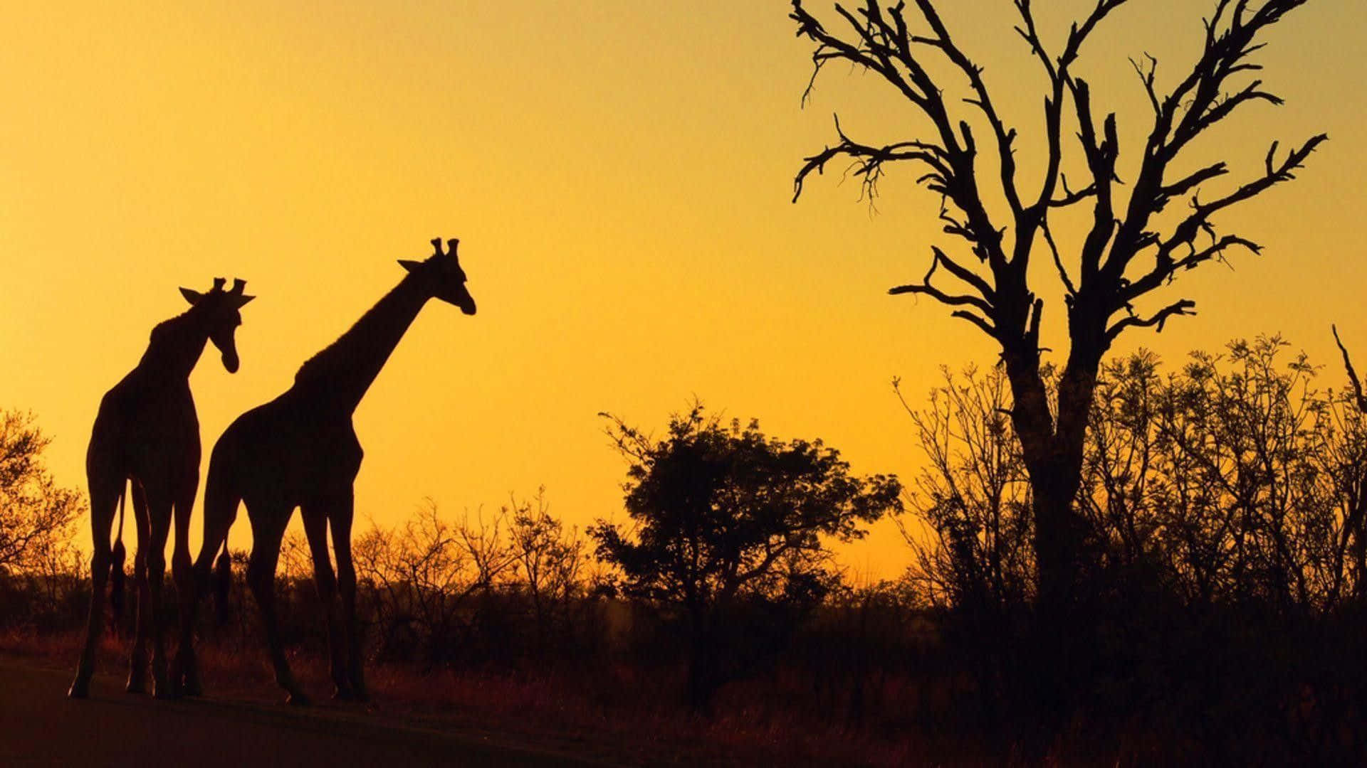 Giraffes Silhouette Safari Background