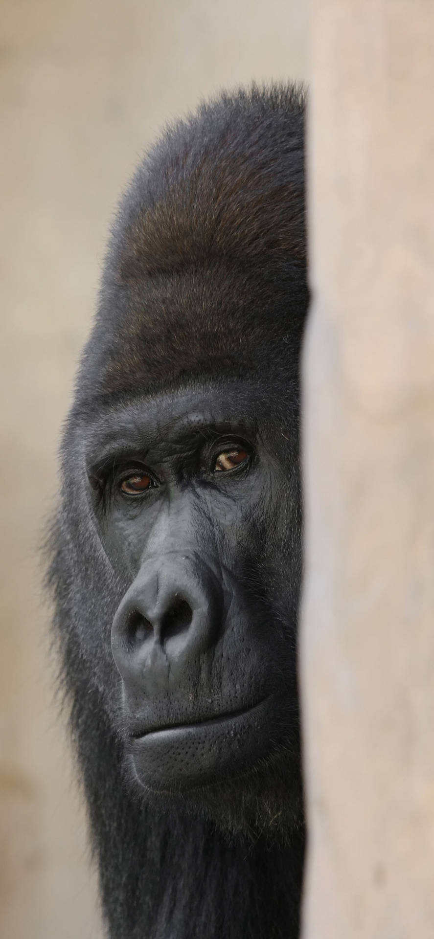 Sneaking Gorilla Iphone Wallpaper