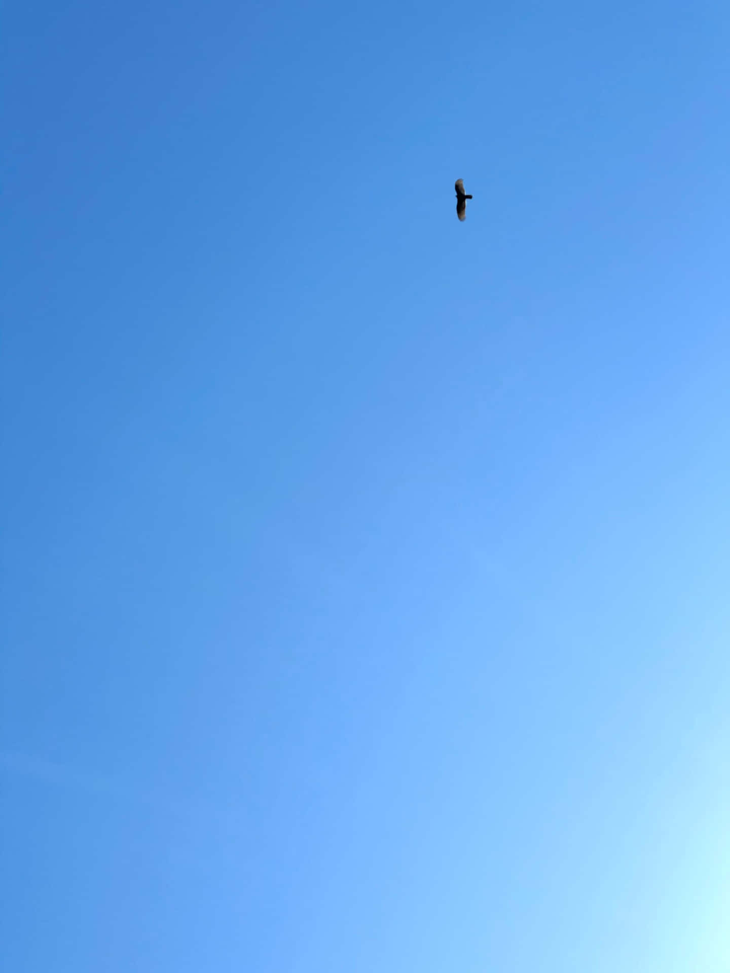 Solid Light Blue Background