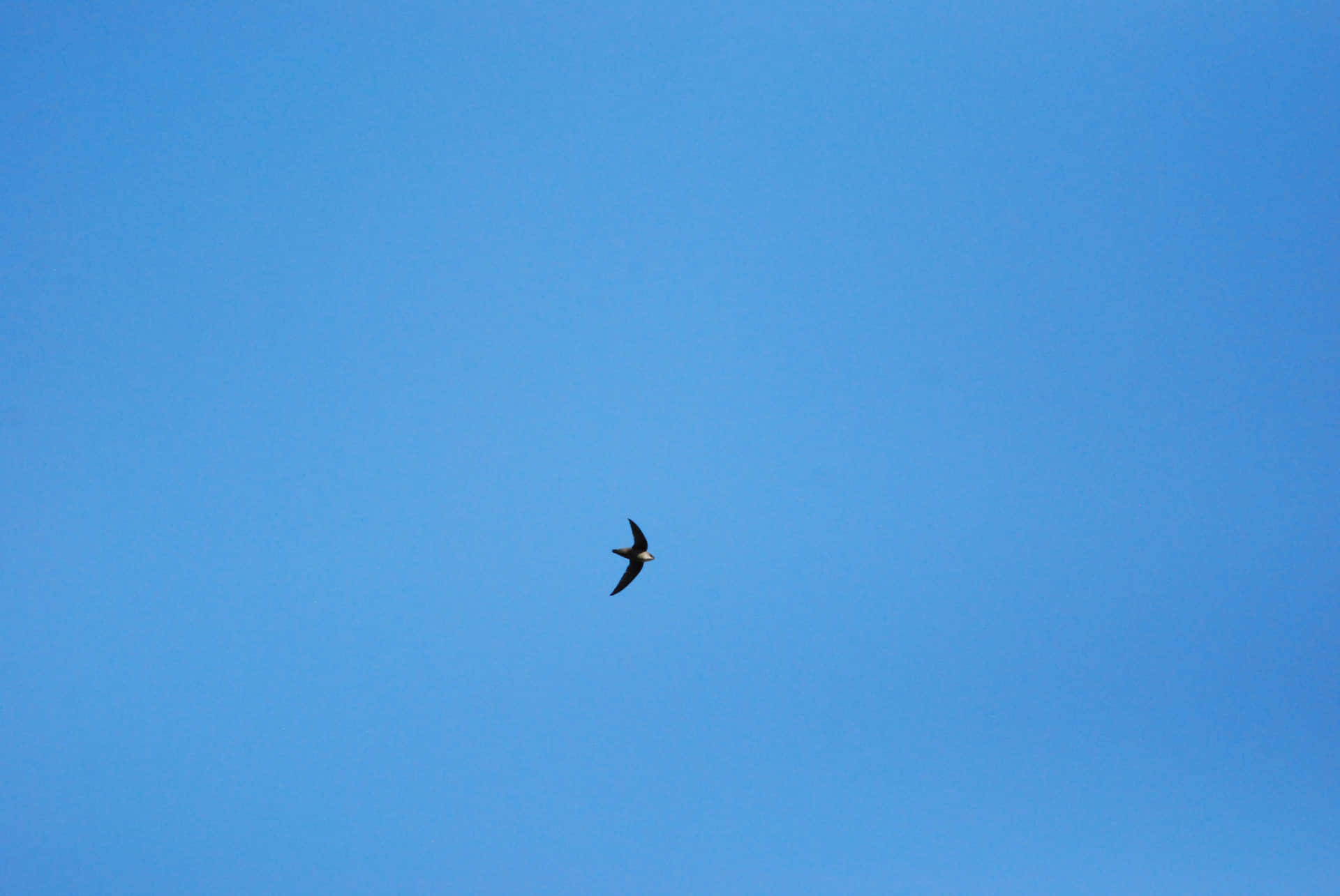 Solid Light Blue Background