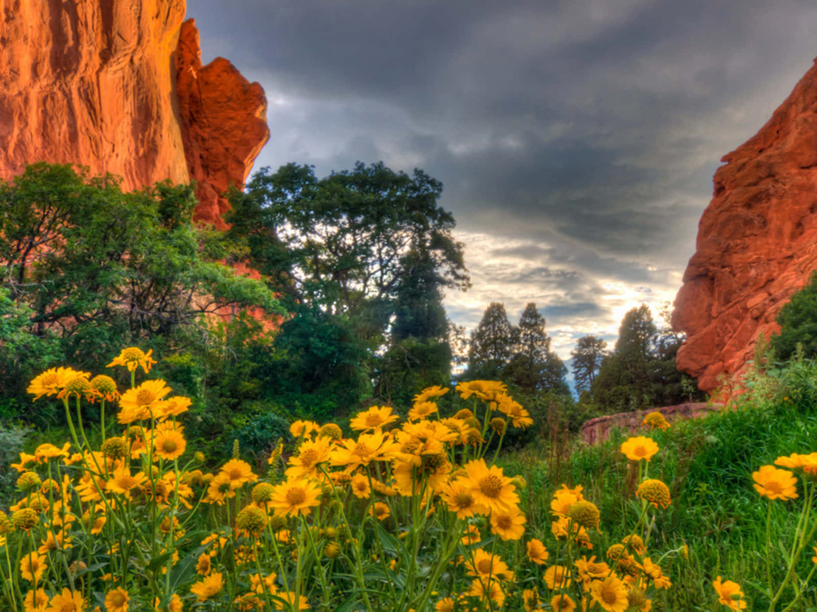 Yellow Daisies Near Mountains Spring Flower Background